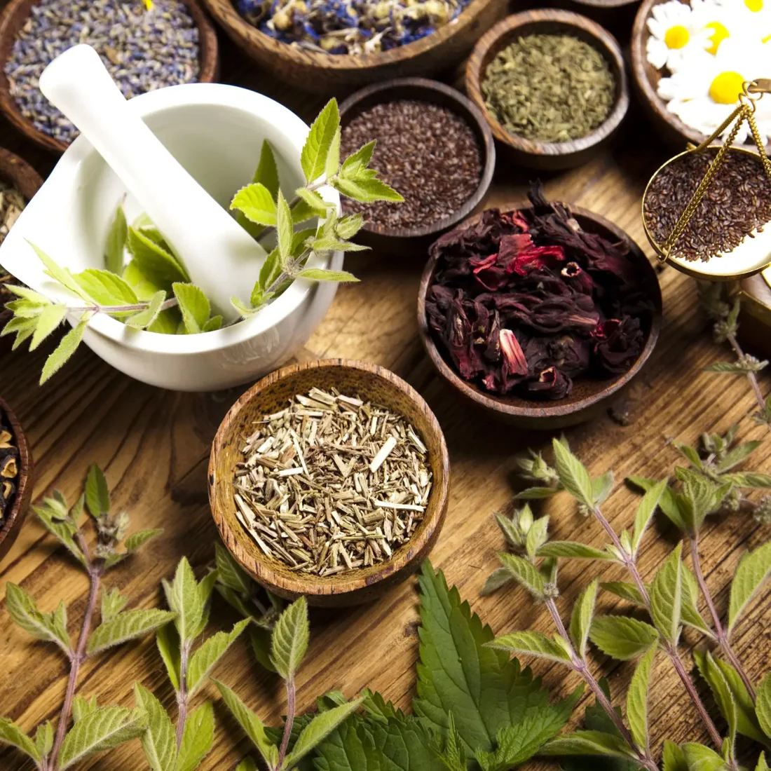 Atelier Phytothérapie - 