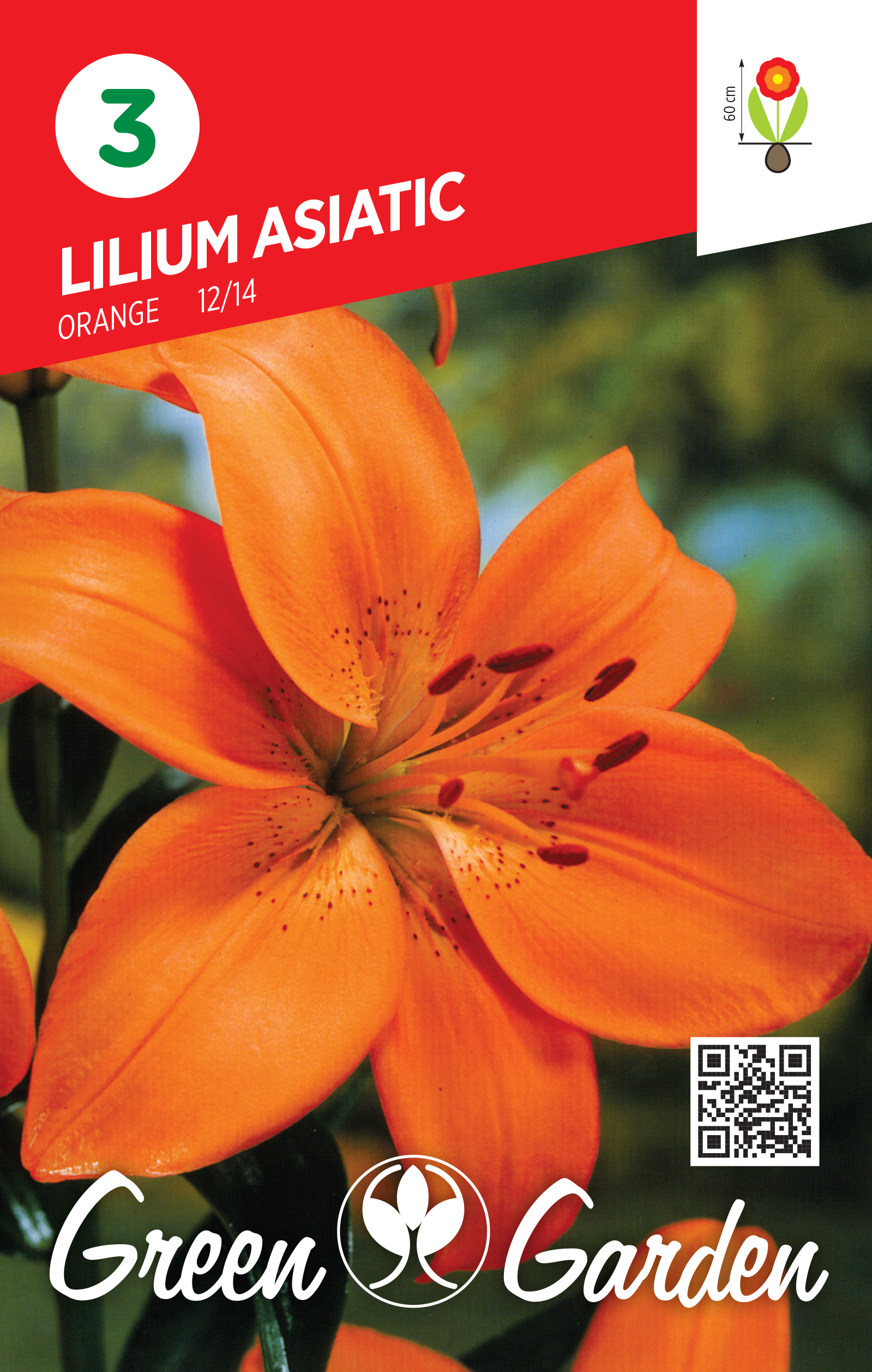 LILIUM ASIATIC - ORANGE 12/14 BR.LUK.3