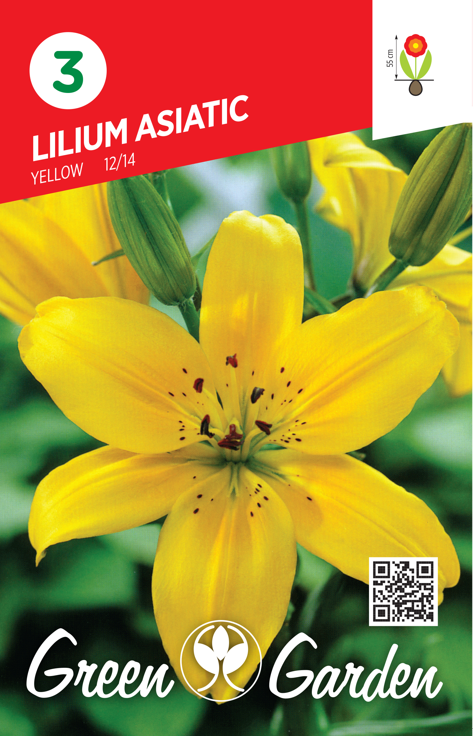 LILIUM ASIATIC - YELLOW 12/14 BR.LUK.3