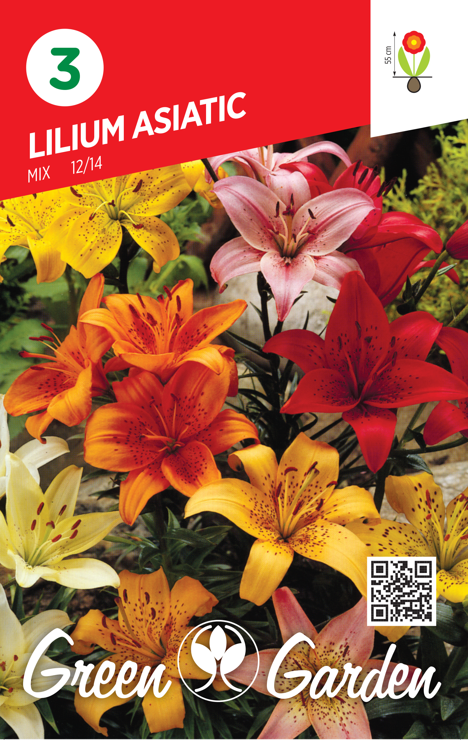 LILIUM ASIATIC - MIX 12/14 BR.LUK.3