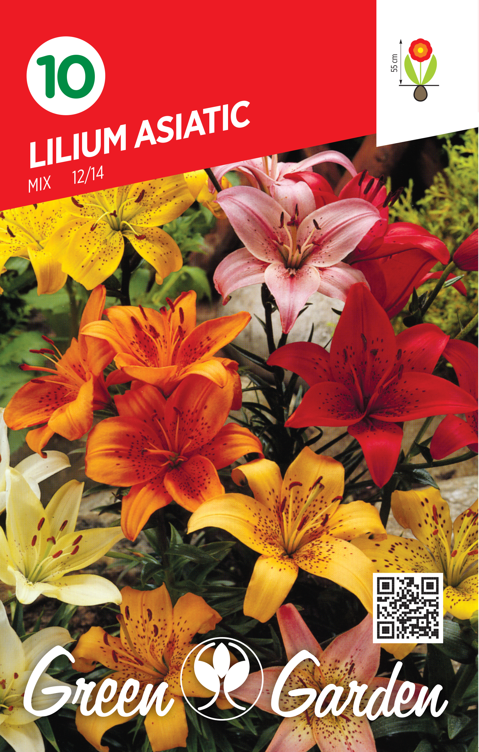LILIUM ASIATIC - MIX 12/14 BR.LUK.10