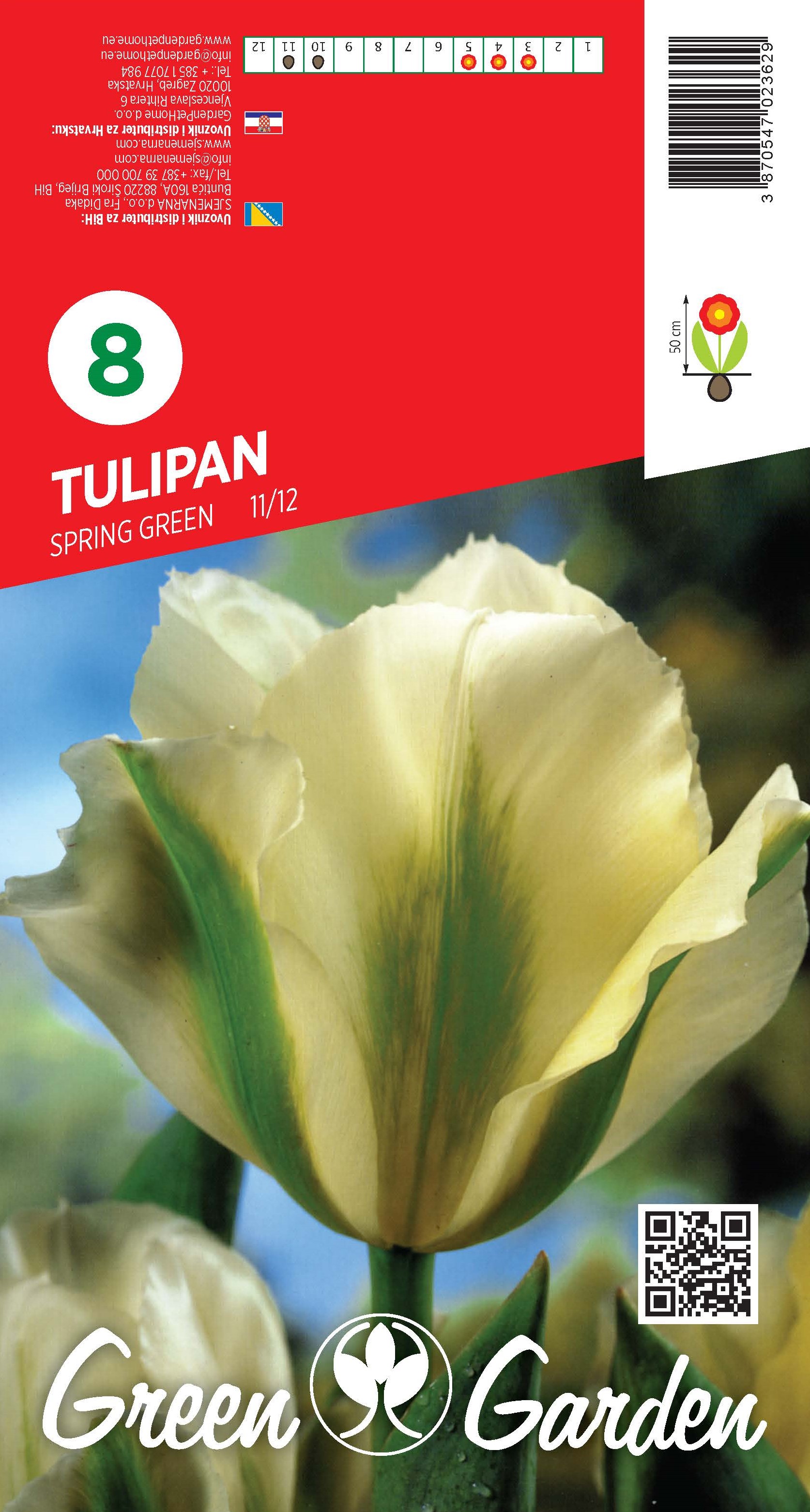 TULIPAN - SPRING GREEN 11/12 BR.LUK.8
