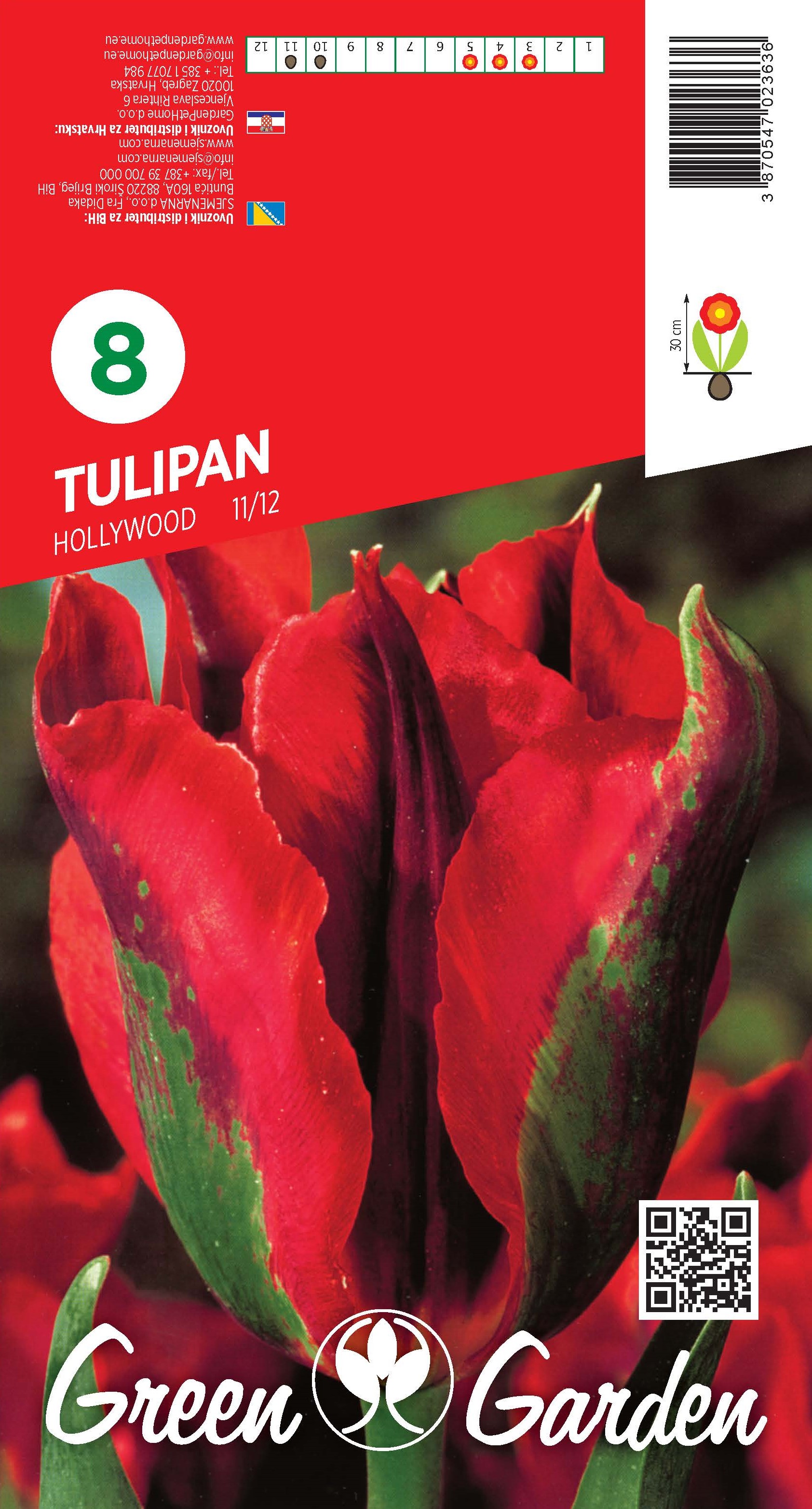 TULIPAN - HOLLYWOOD 11/12 BR.LUK.8