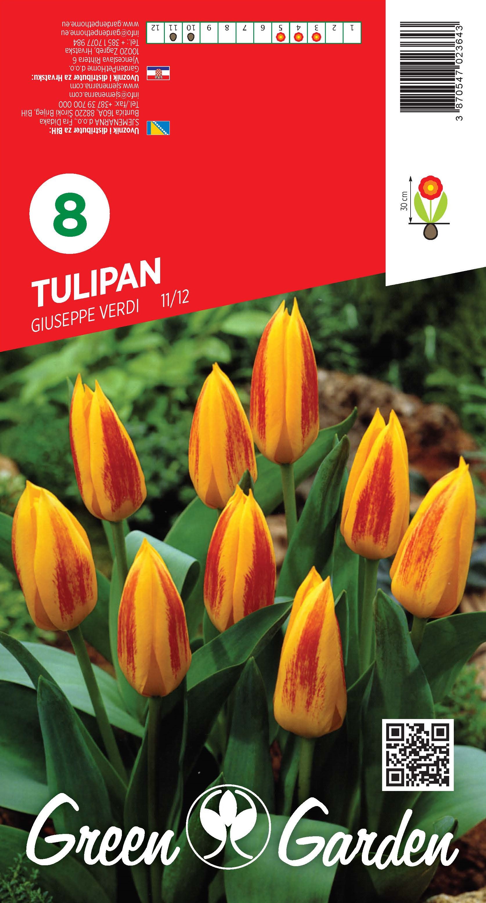 TULIPAN - GIUSEPPE VERDI 11/12 BR.LUK.8