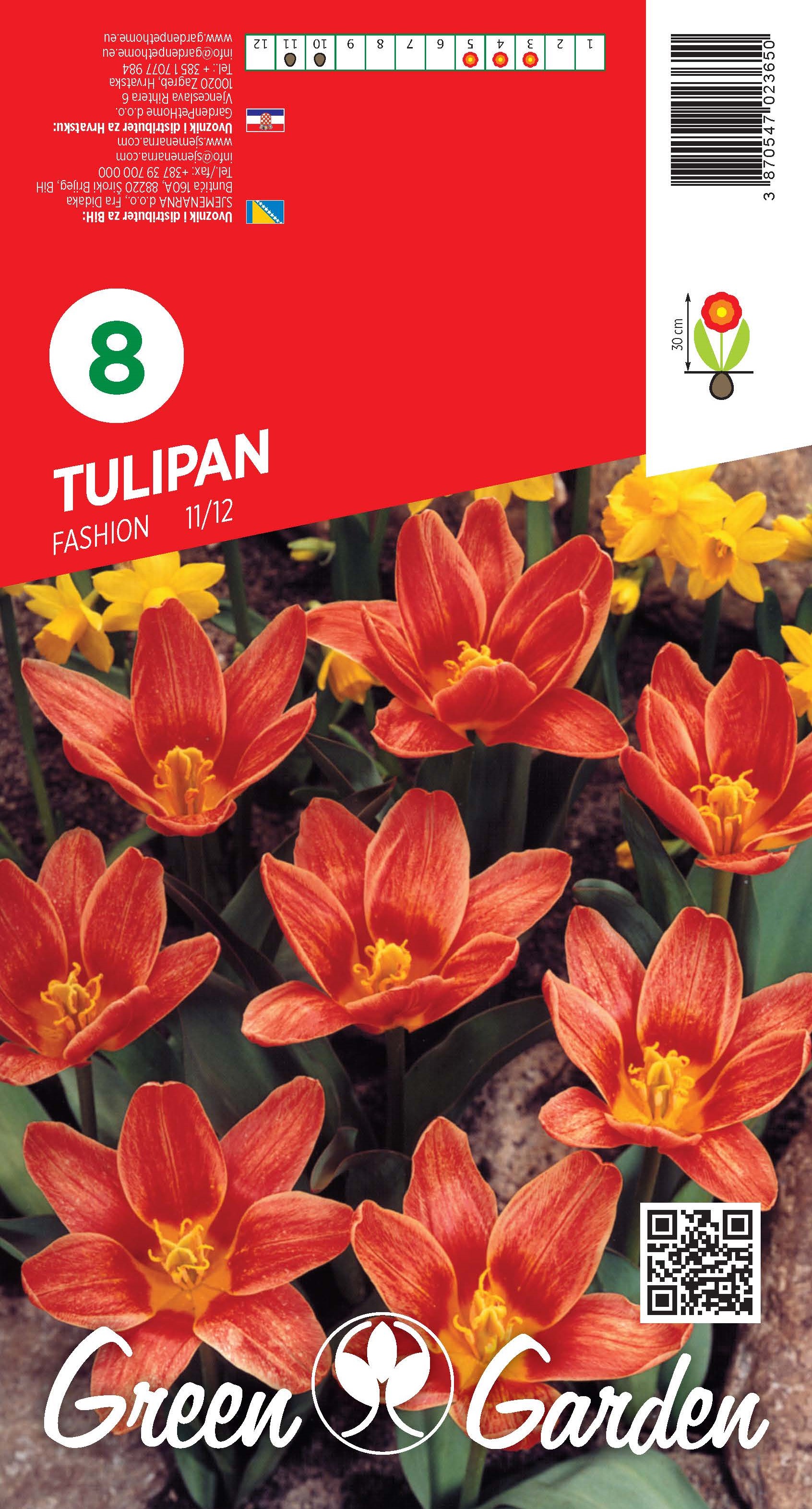 TULIPAN - FASHION 11/12 BR.LUK.8