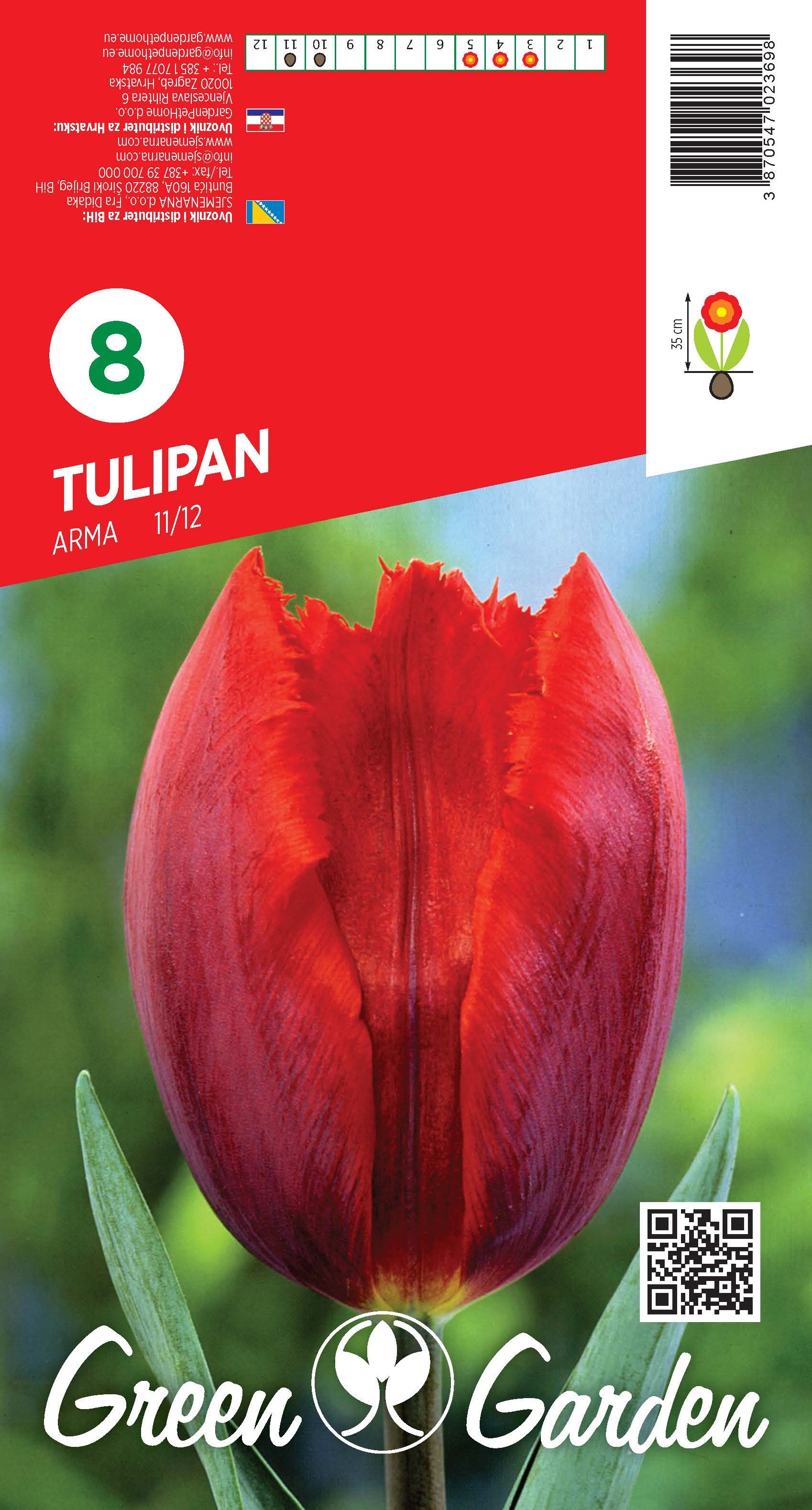 TULIPAN - ARMA 11/12 BR.LUK.8