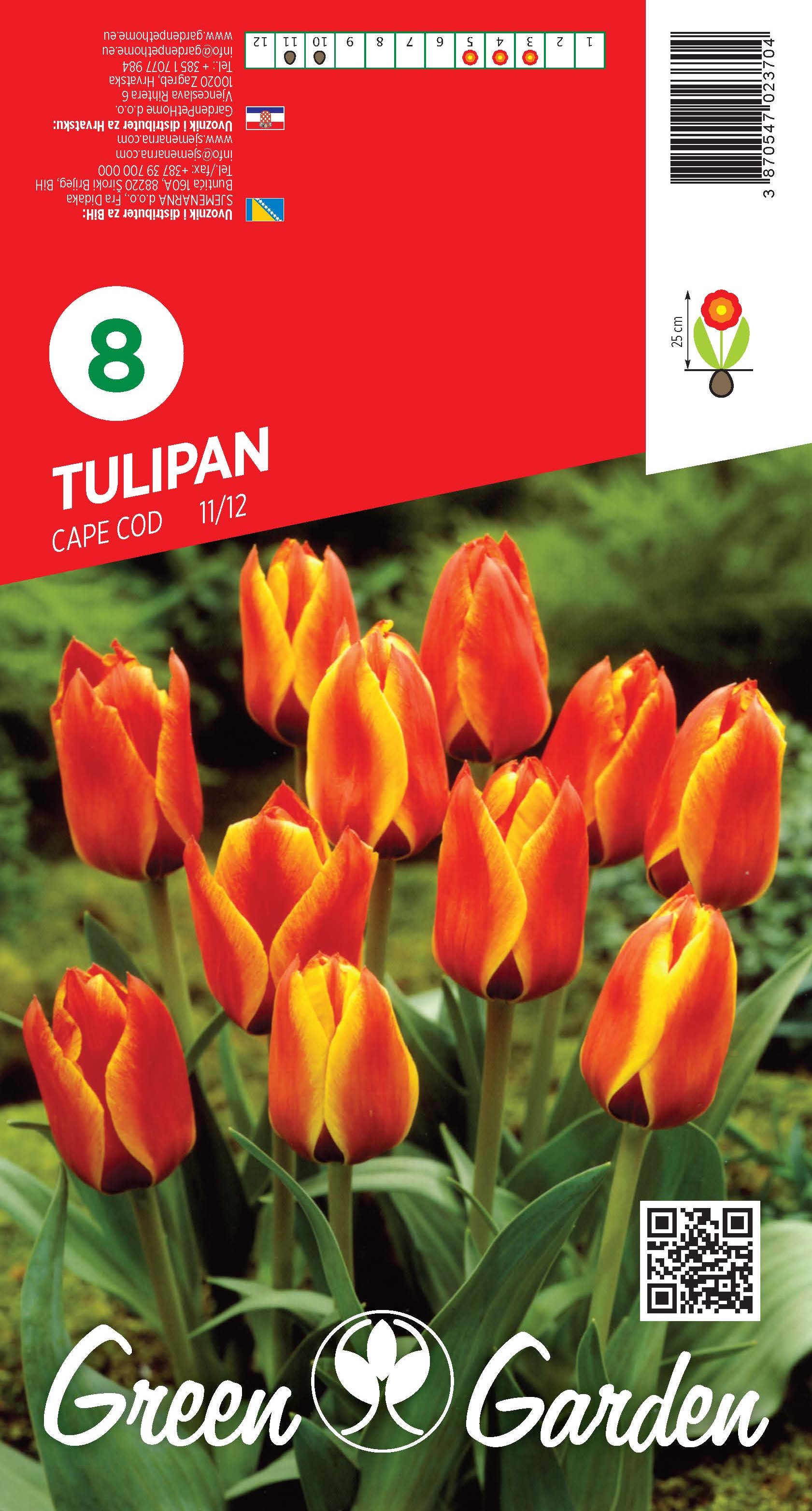 TULIPAN - CAPE COD 11/12 BR.LUK.8