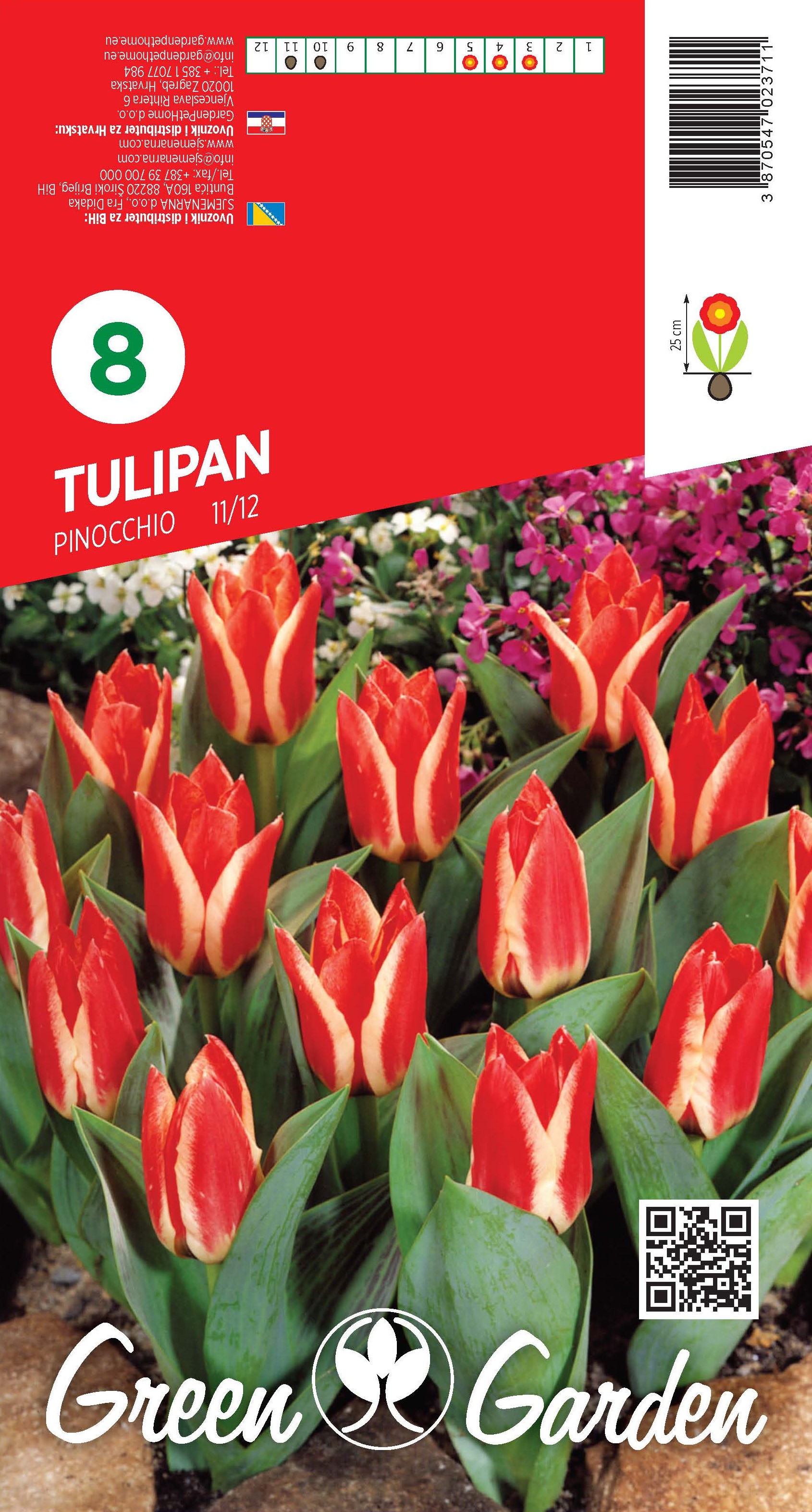 TULIPAN - PINOCCHIO 11/12 BR.LUK.8