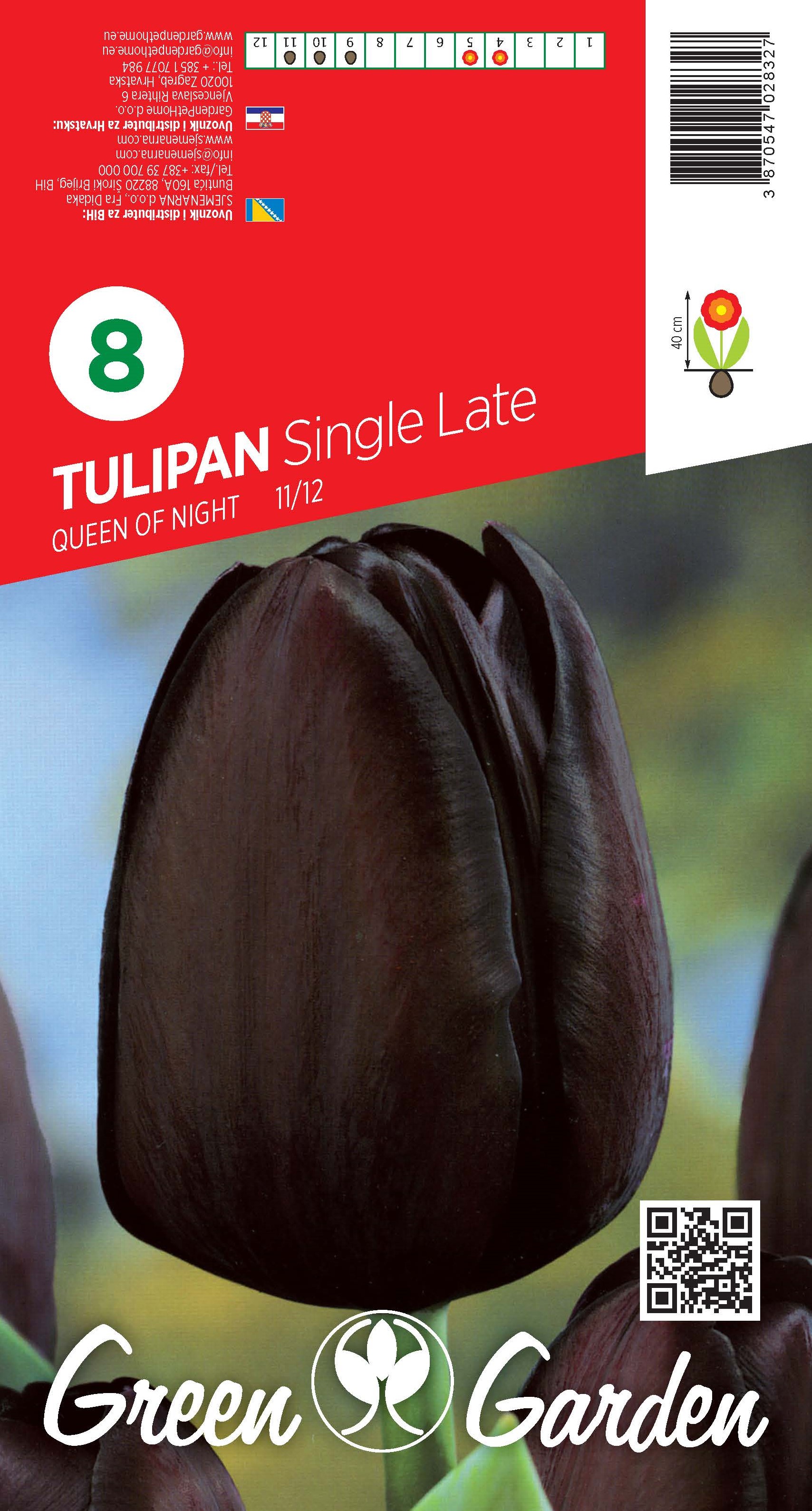 TULIPAN - QUEEN OF NIGHT 11/12 BR.LUK.8