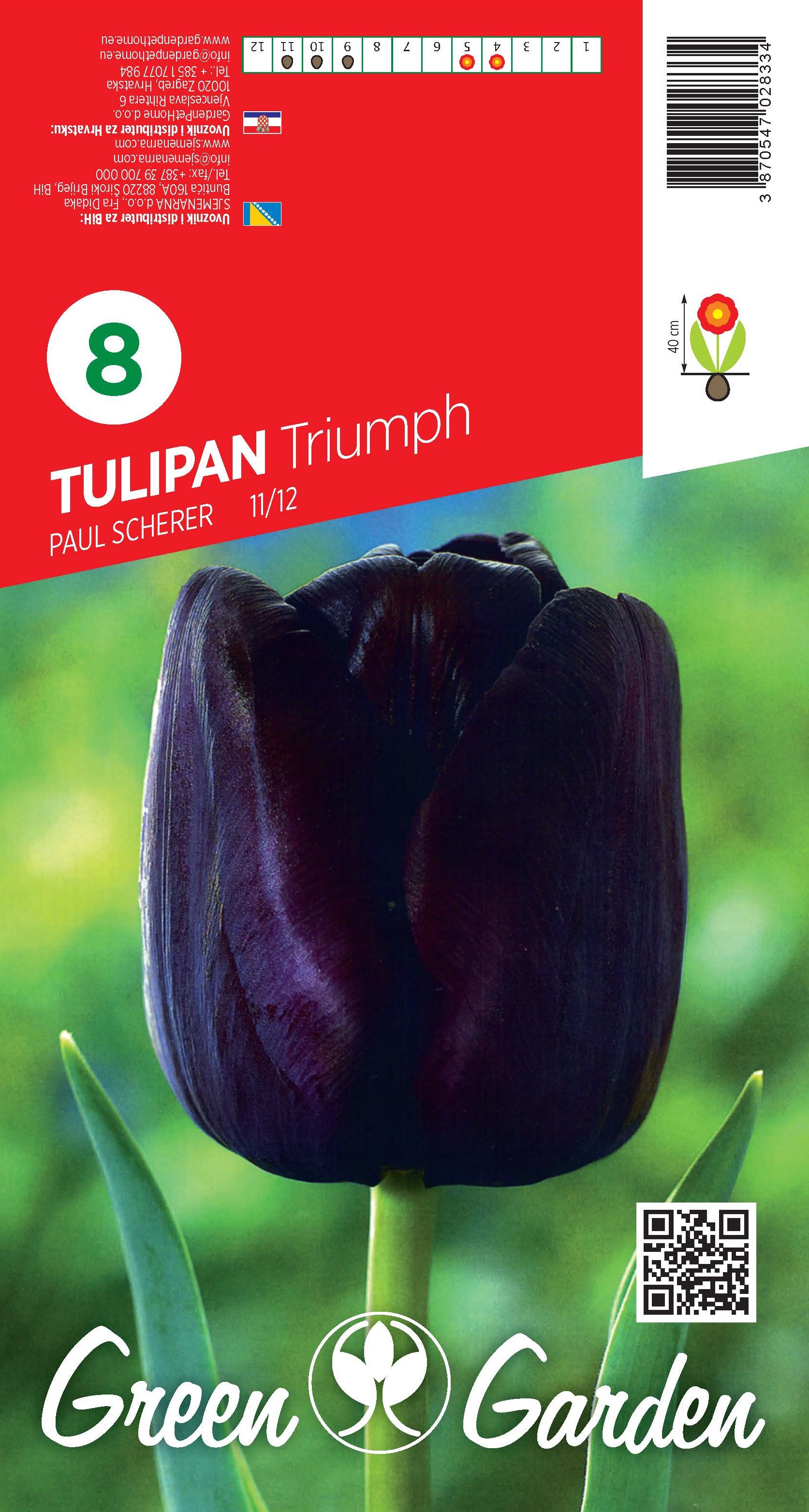 TULIPAN - PAUL SCHERER 11/12 BR.LUK.8
