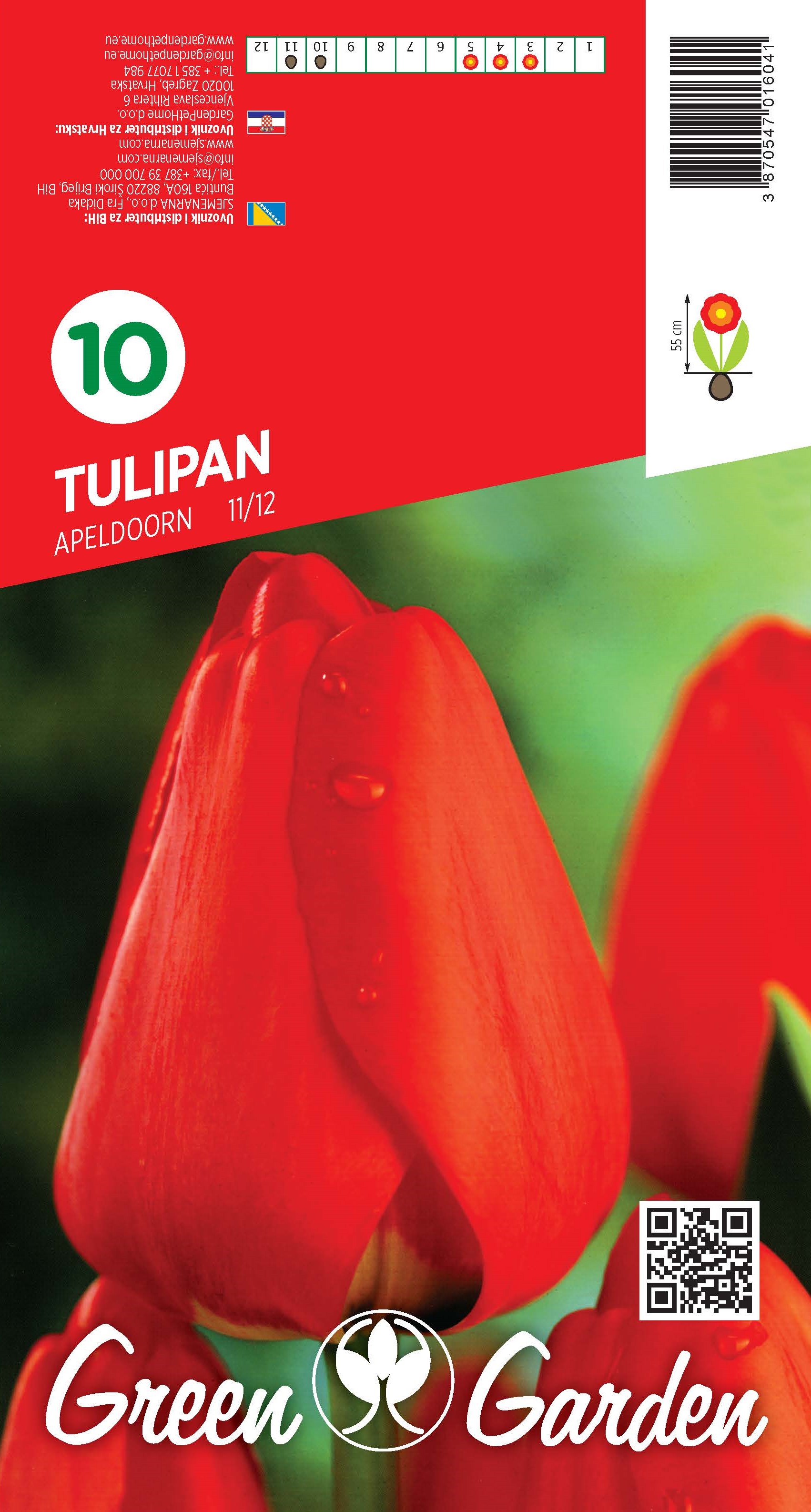 TULIPAN - APELDOORN 11/12 BR.LUK.10