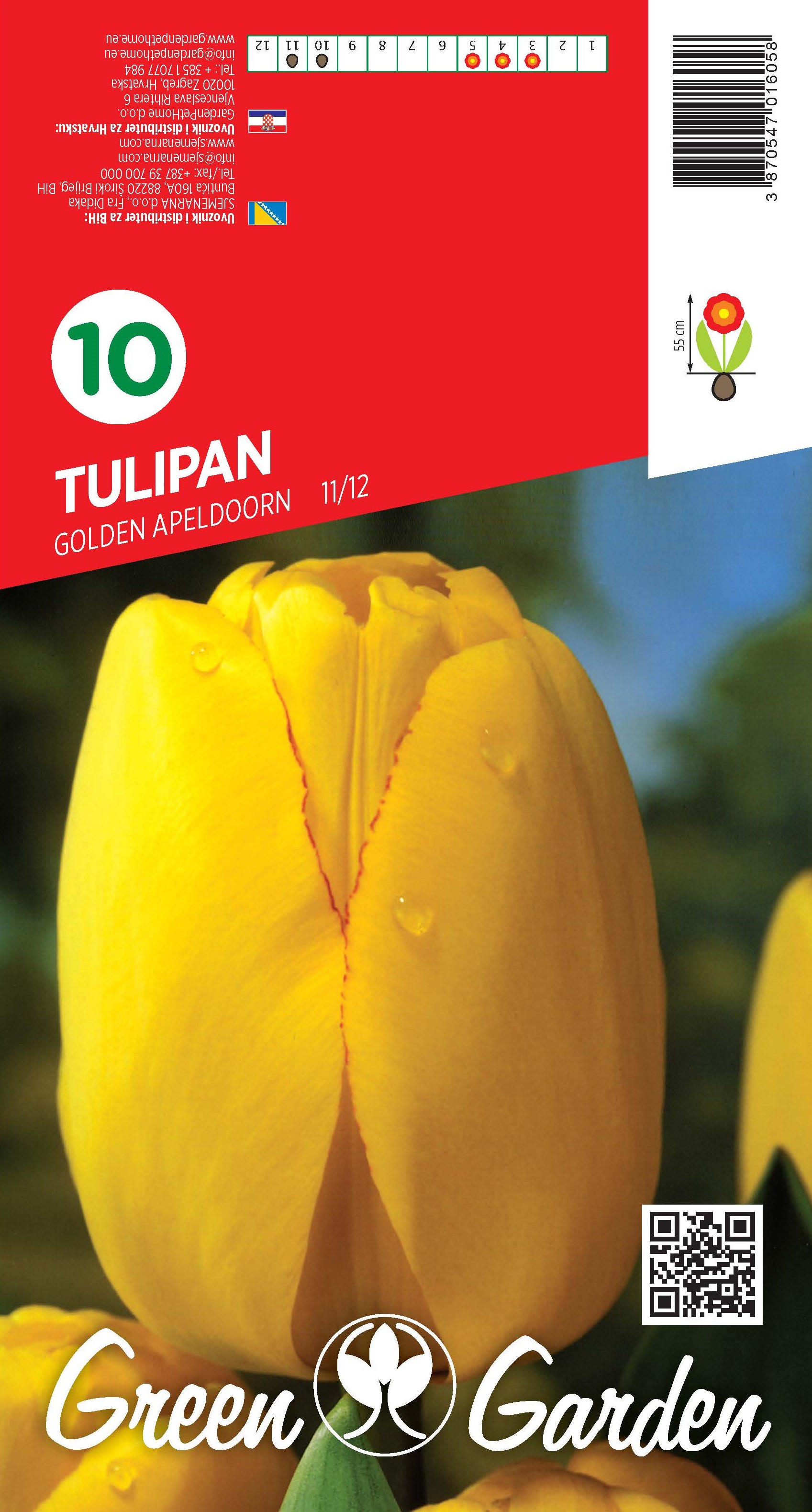 TULIPAN - GOLDEN APELDOORN 11/12 BR.LUK.10