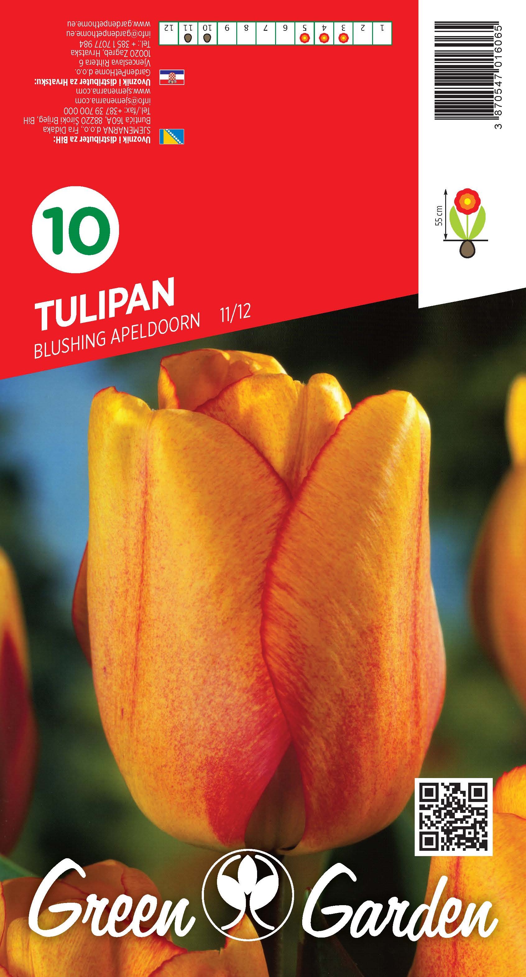 TULIPAN - BLUSHING APELDOORN 11/12 BR.LUK.10
