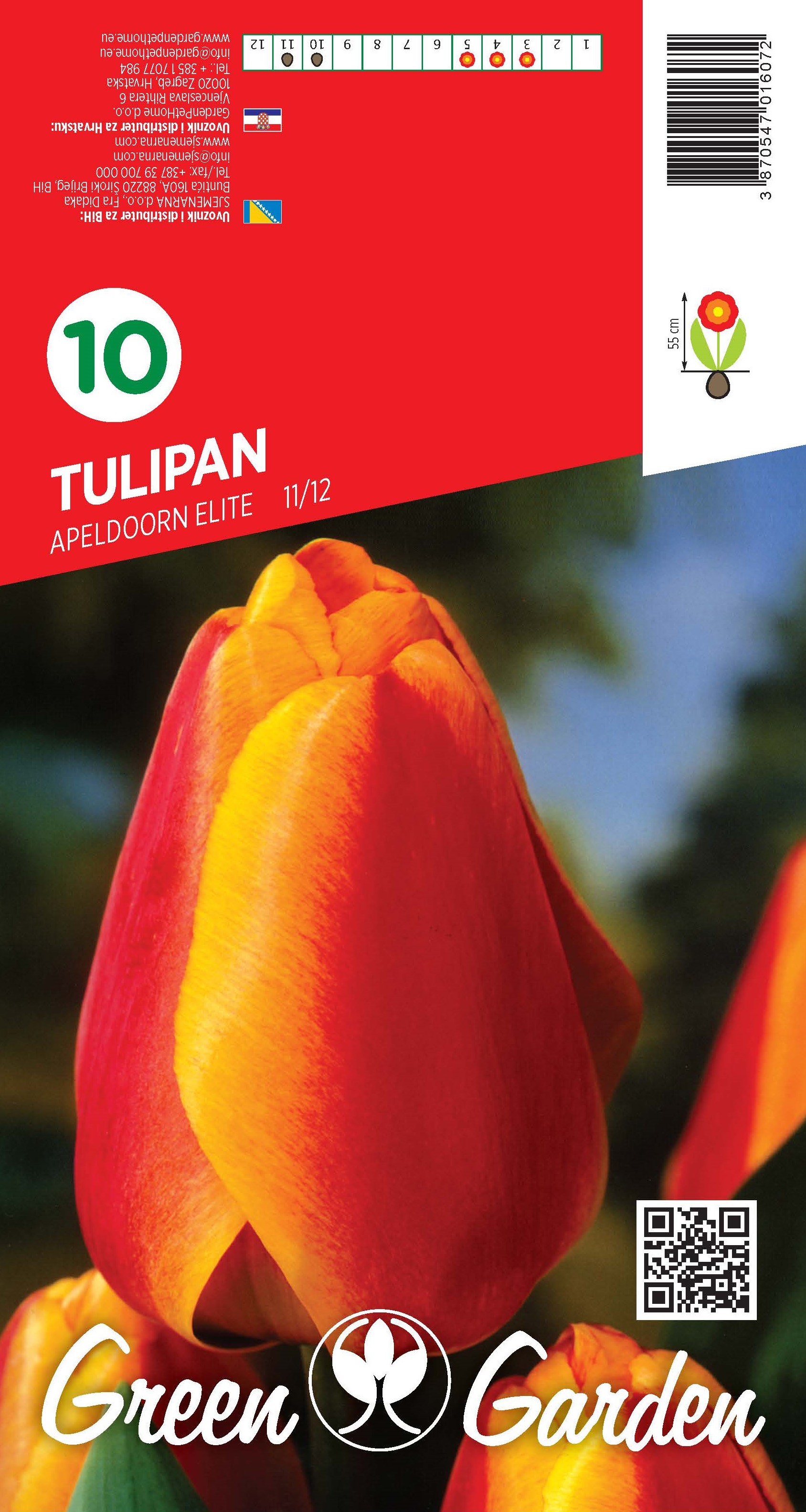 TULIPAN - APELDOORN ELITE 11/12 BR.LUK.10