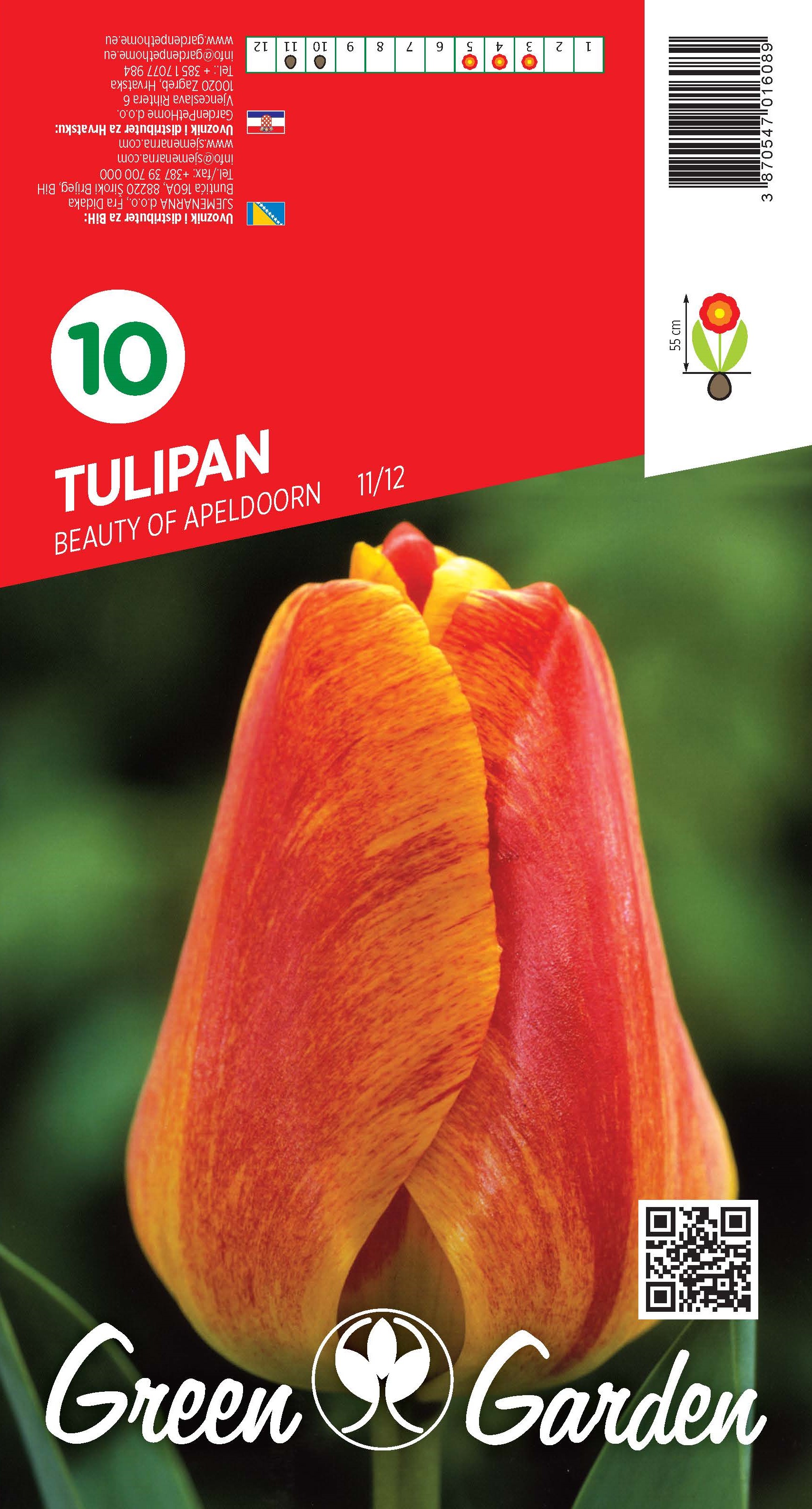 TULIPAN - BEAUTY OF APELDOORN 11/12 BR.LUK.10