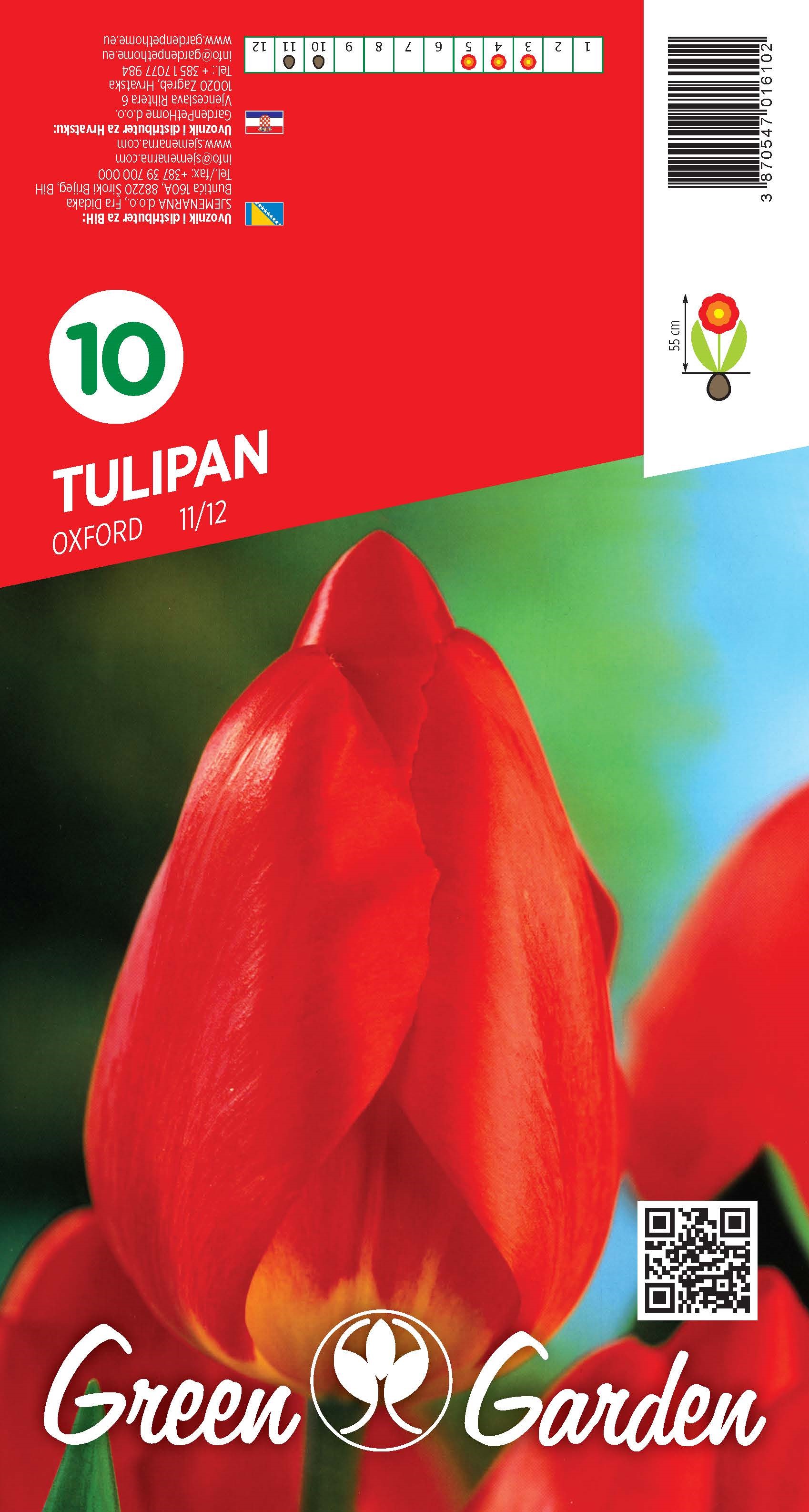 TULIPAN - OXFORD 11/12 BR.LUK.10