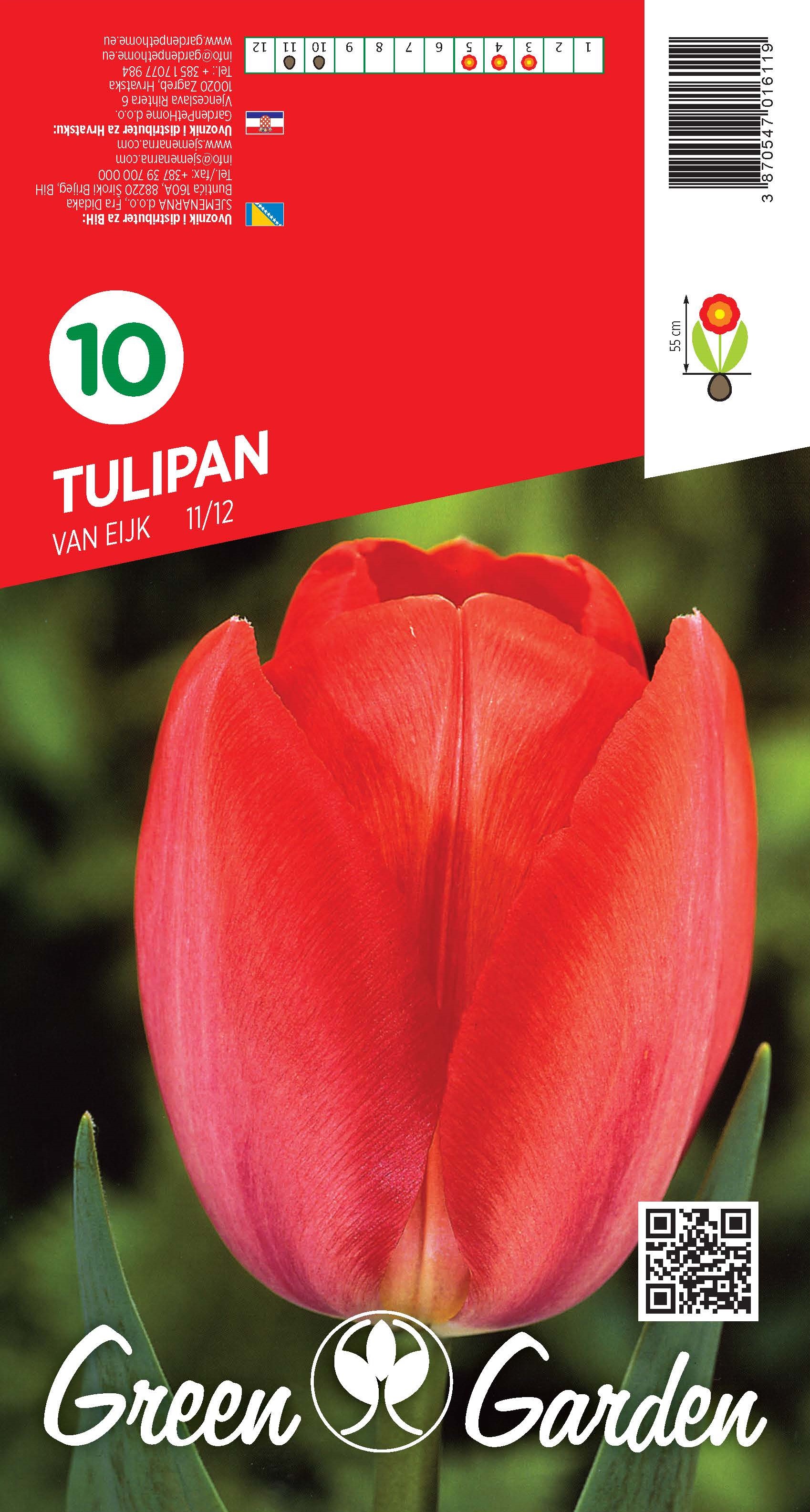 TULIPAN - VAN EIJK 11/12 BR.LUK.10