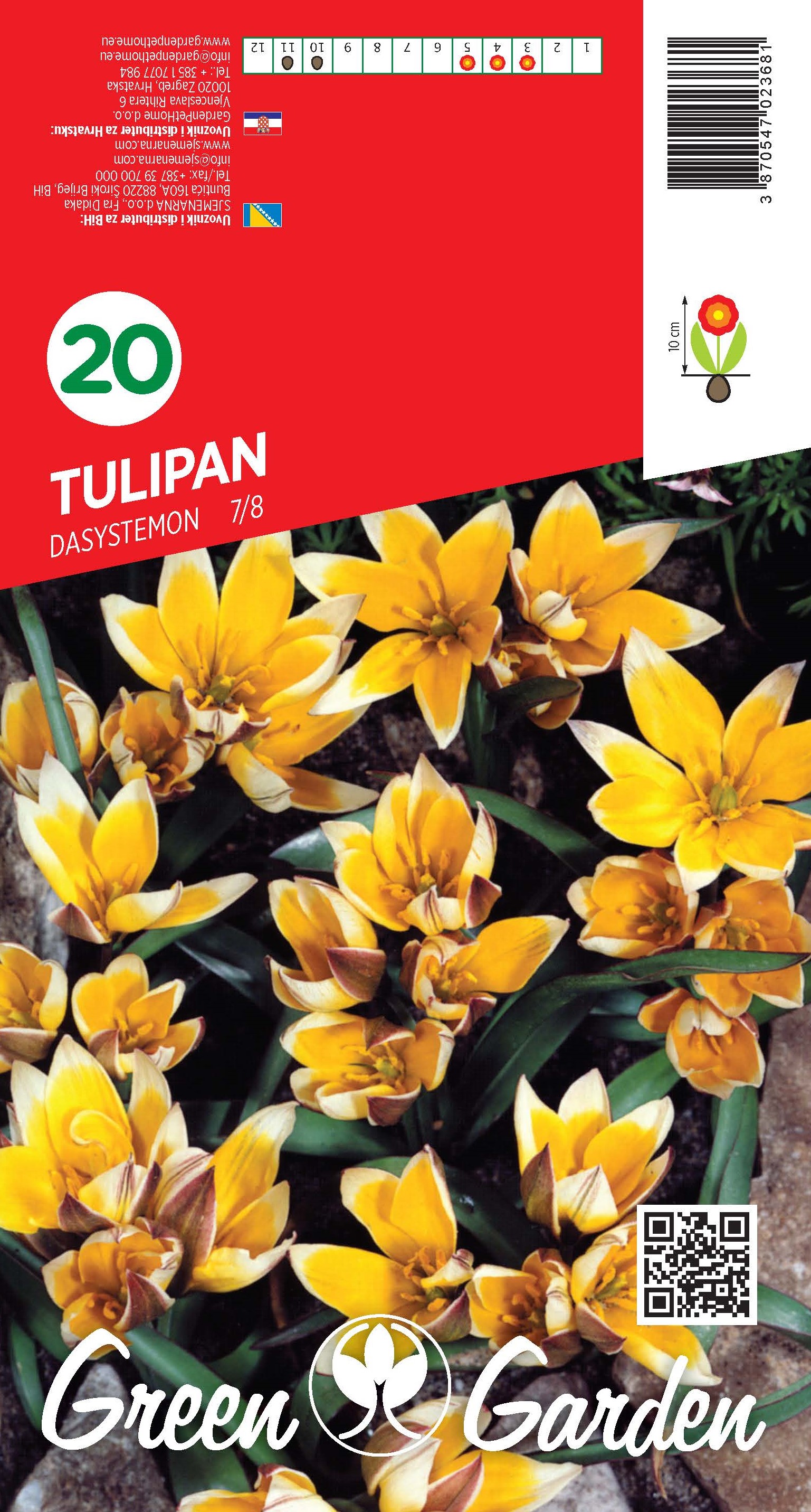 TULIPAN - DASYSTEMON 7/8 BR.LUK.20