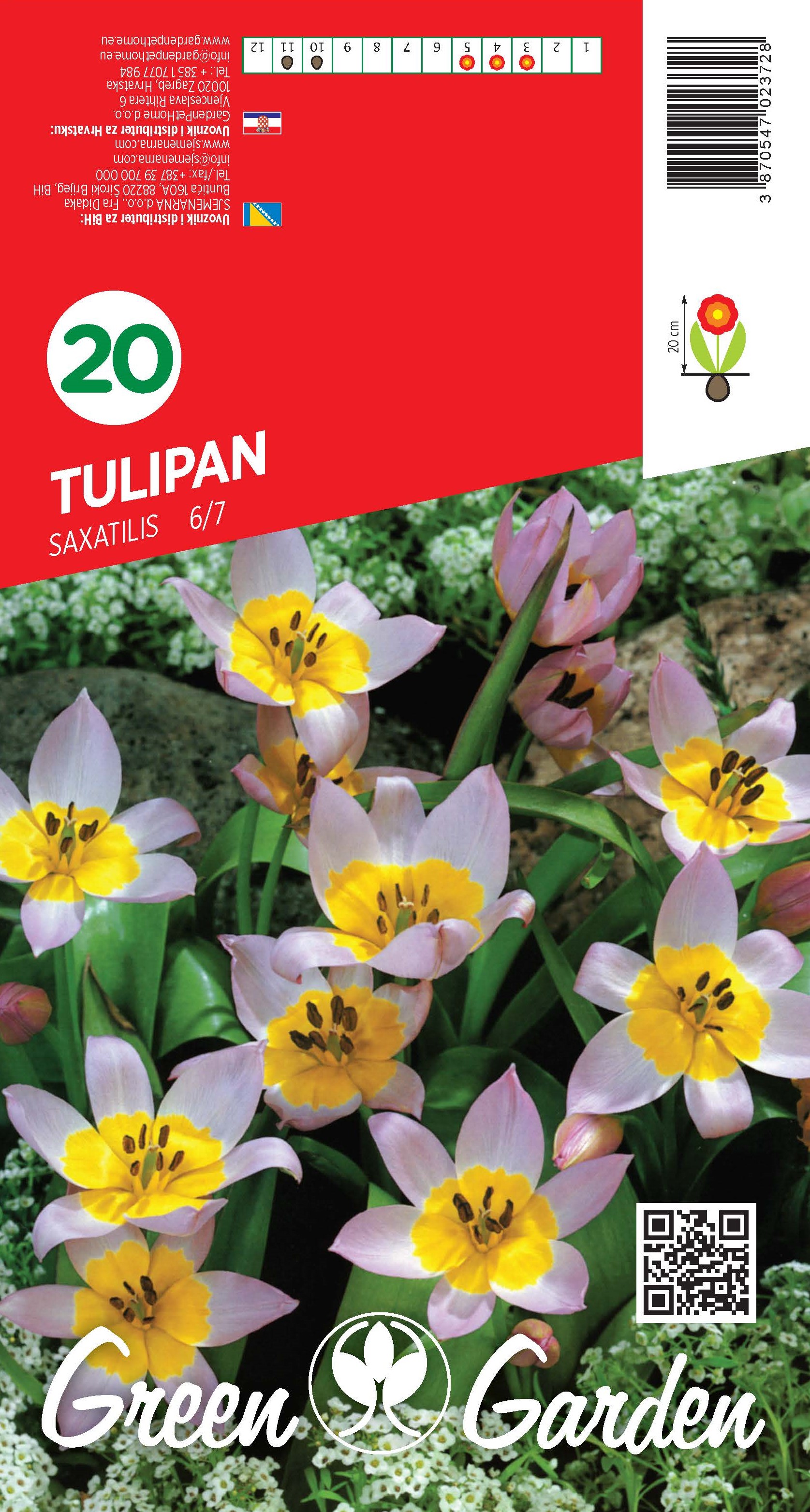 TULIPAN - SAXATILIS 6/7 BR.LUK.20