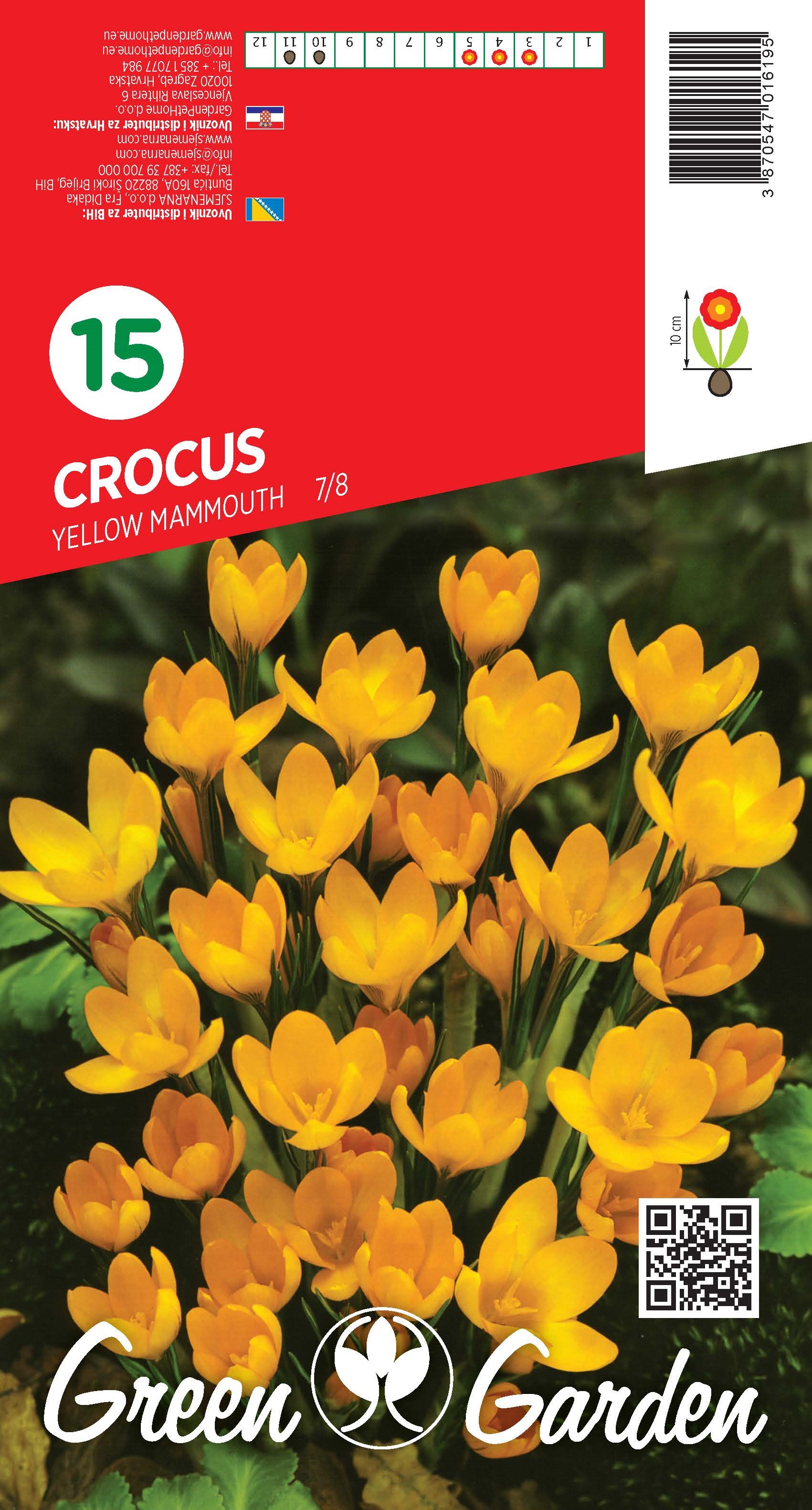CROCUS - YELLOW MAMMOUTH 7/8 BR.LUK.15