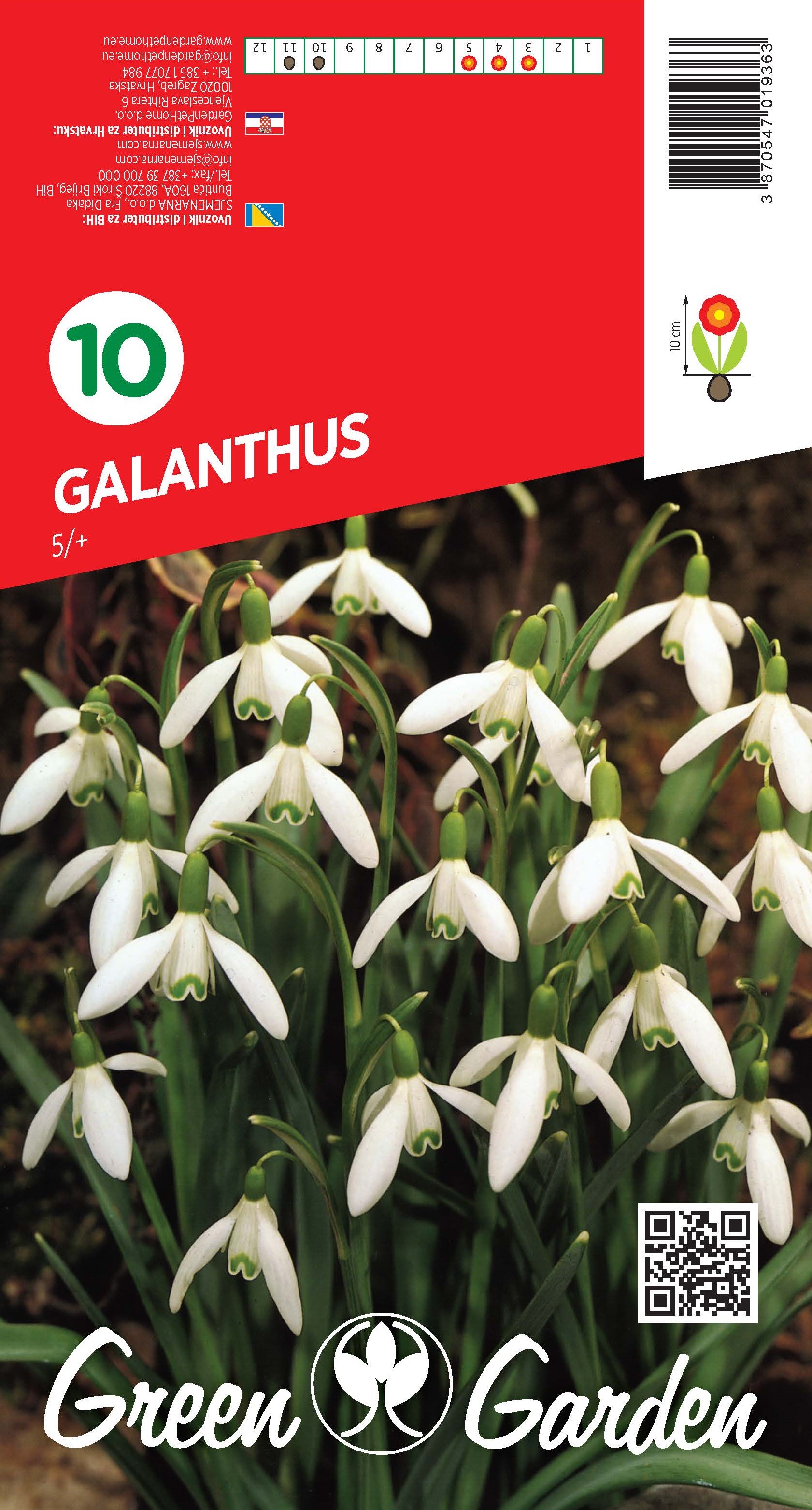 GALANTHUS 5/+ BR.LUK.10
