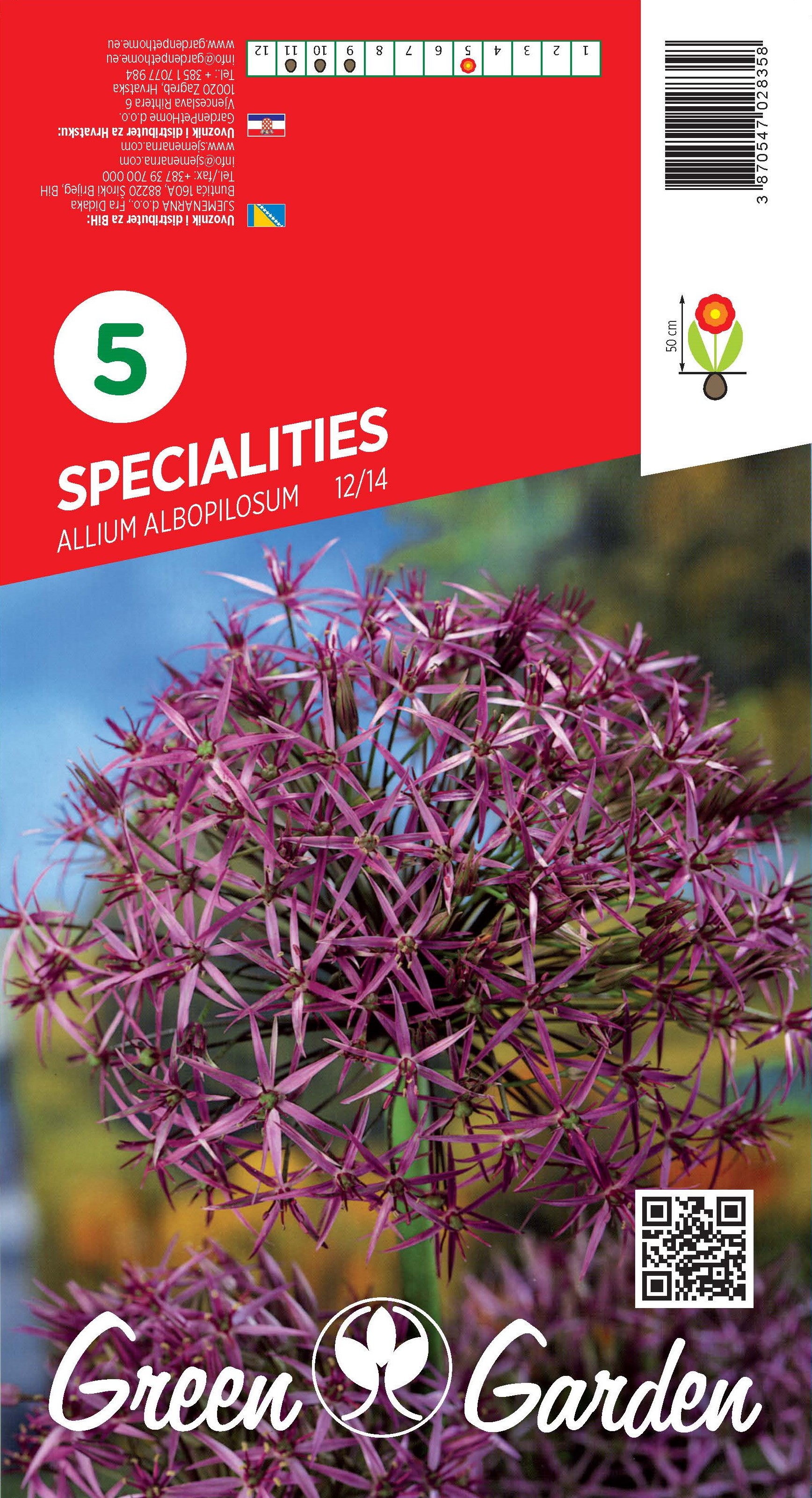 SPECIALITIES ALLIUM ALBOPILOSUM 12/14 BR.LUK.5