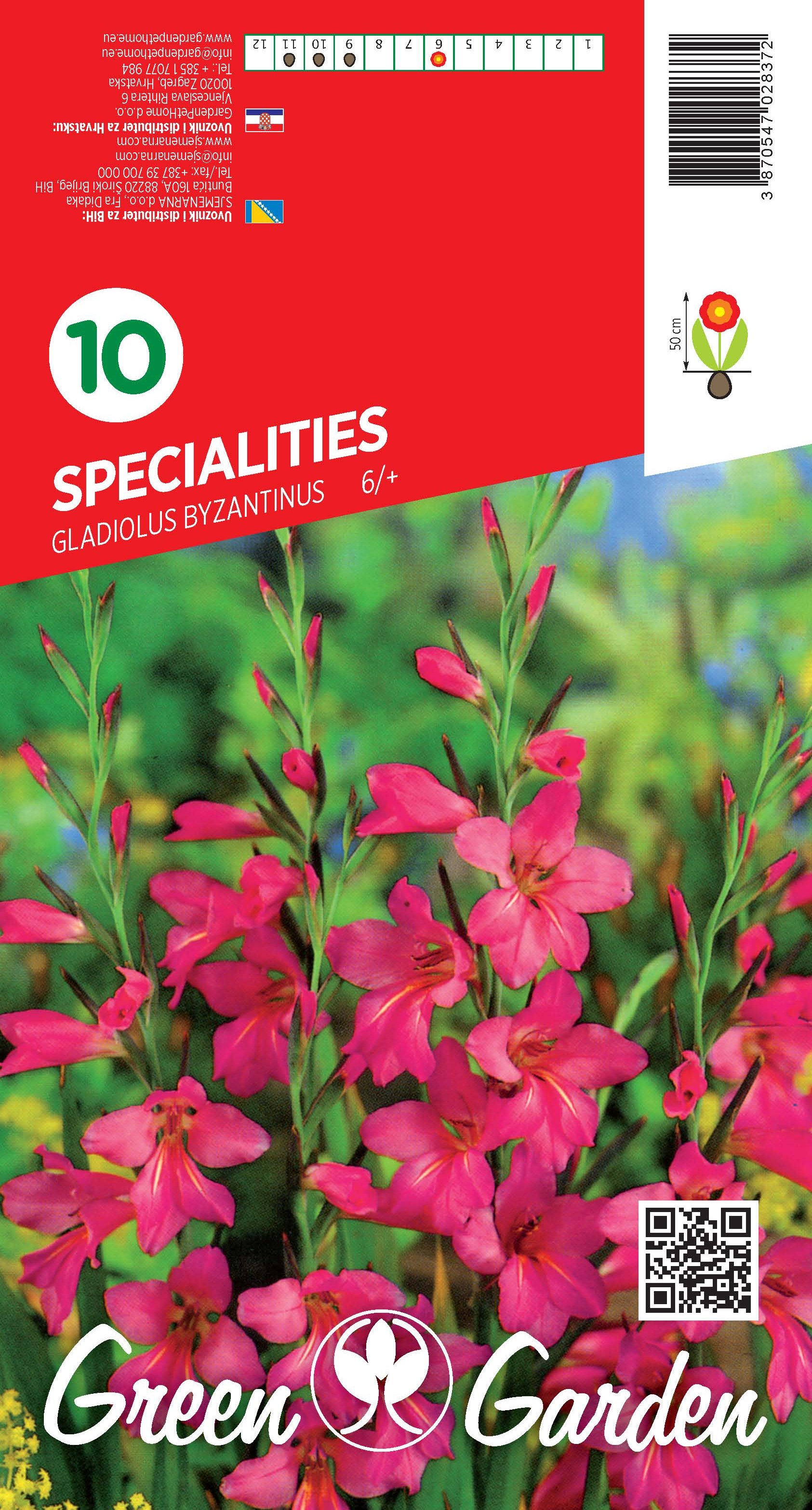 SPECIALITIES GLADIOLUS BYZANTINUS 6/+ BR.LUK.10