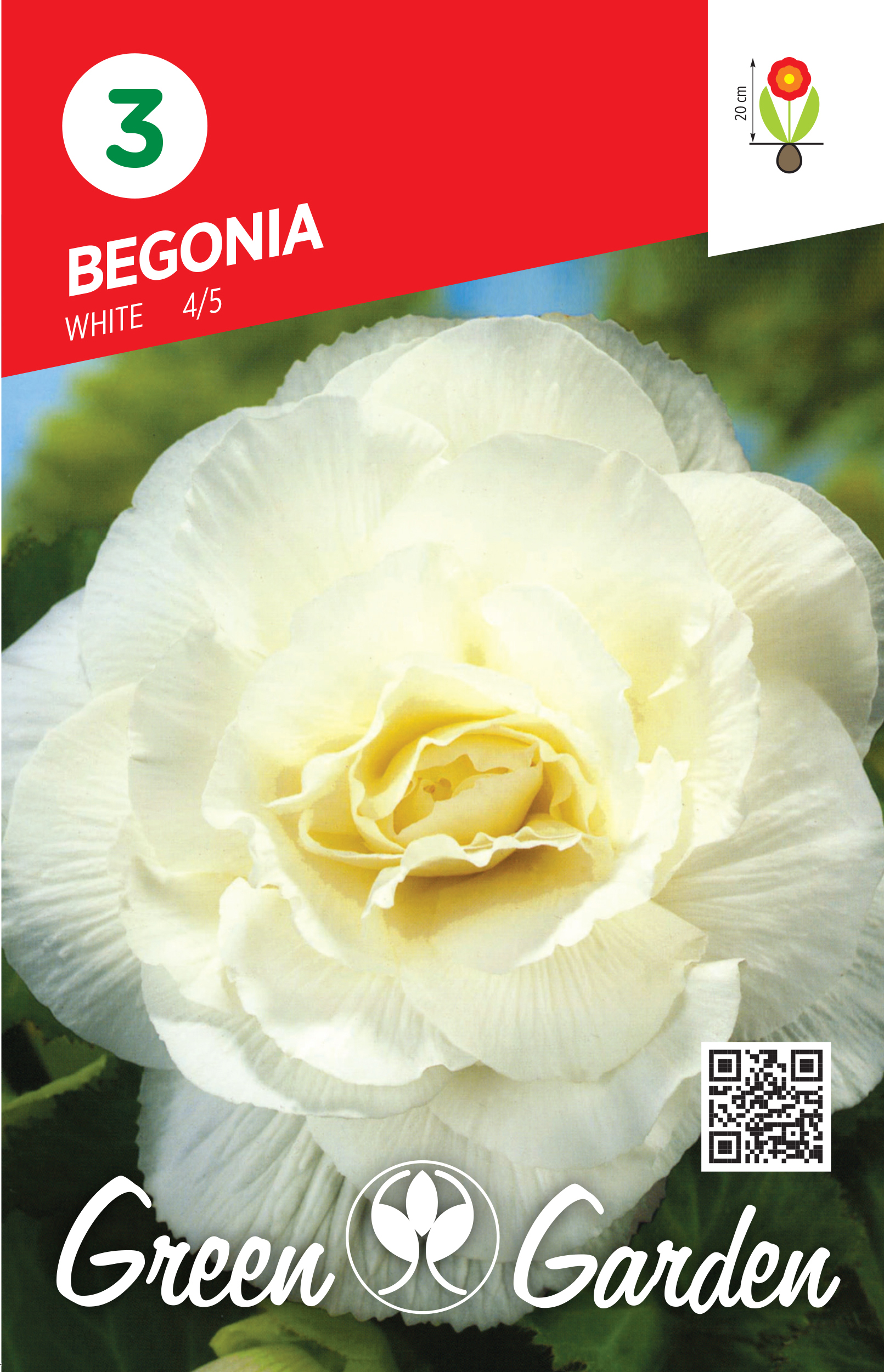 BEGONIA - WHITE 4/5 BR.LUK.3