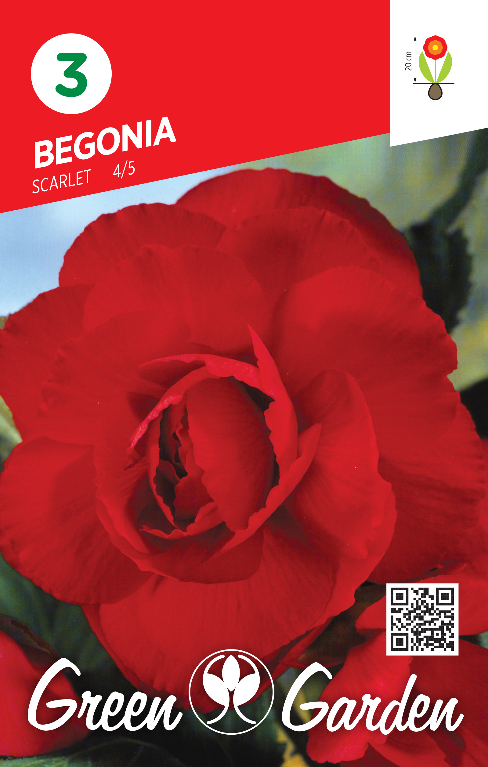 BEGONIA - SCARLET 4/5 BR.LUK.3