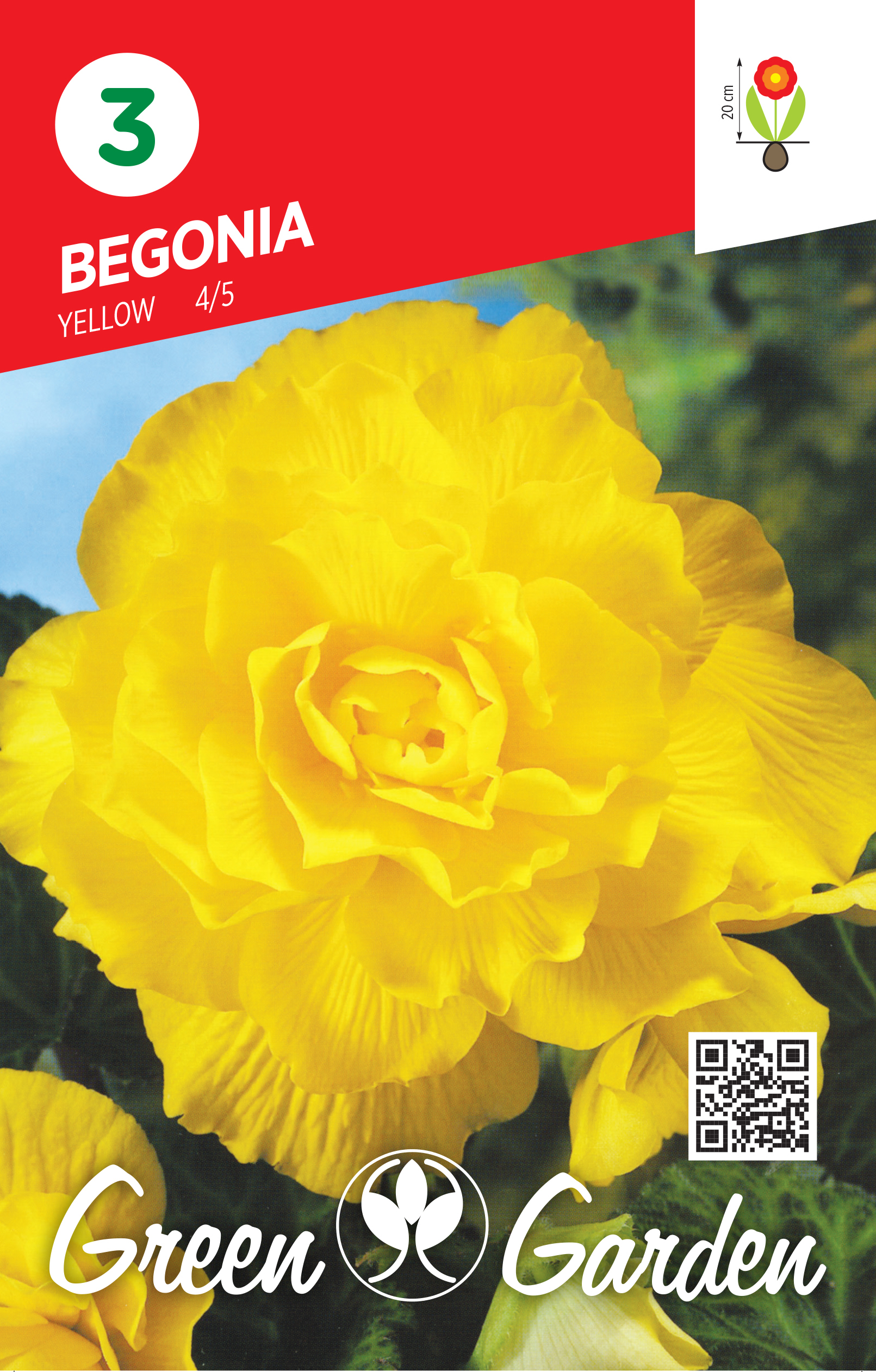 BEGONIA - YELLOW 4/5 BR.LUK.3