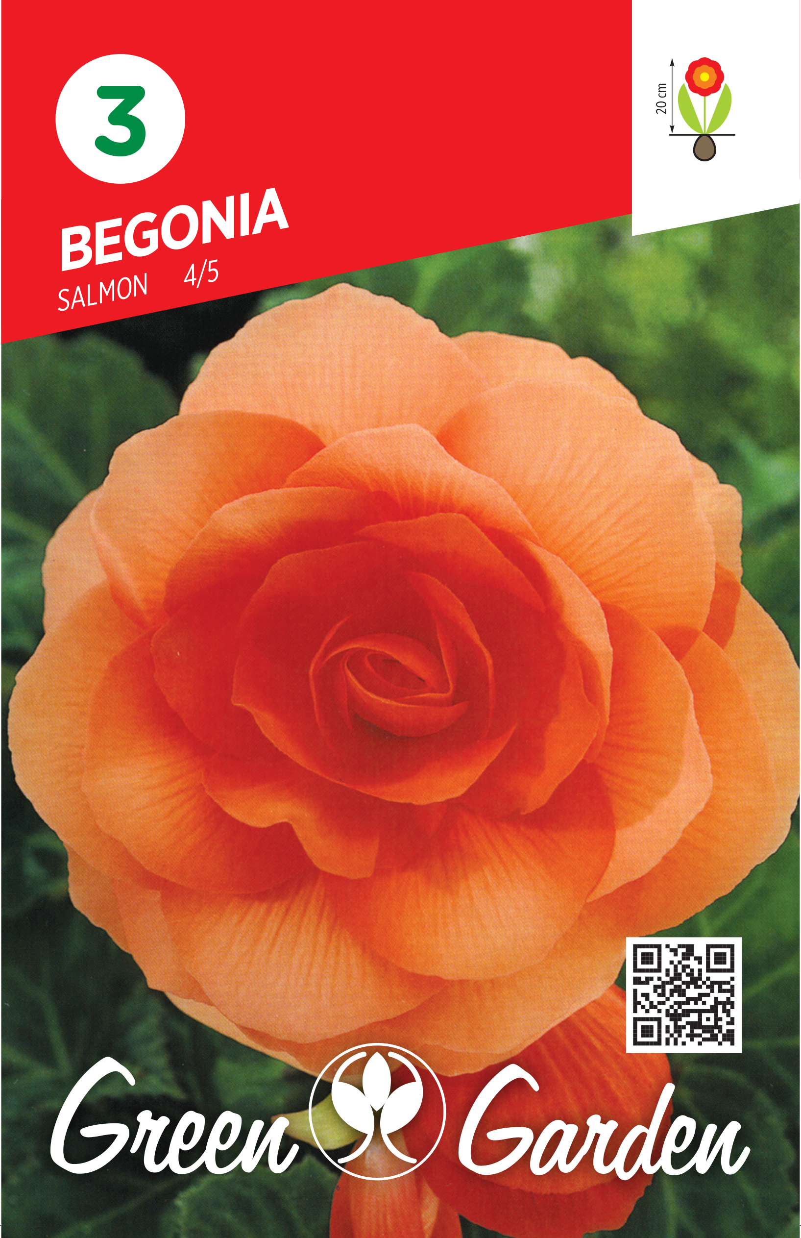 BEGONIA - SALMON 4/5 BR.LUK.3