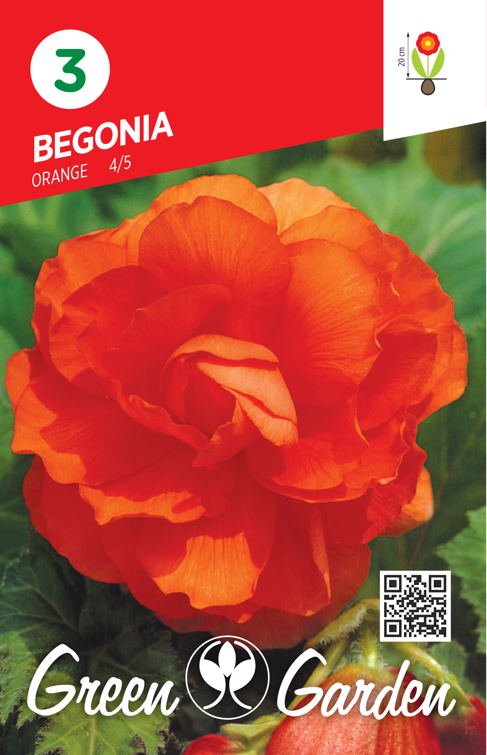 BEGONIA - ORANGE 4/5 BR.LUK.3