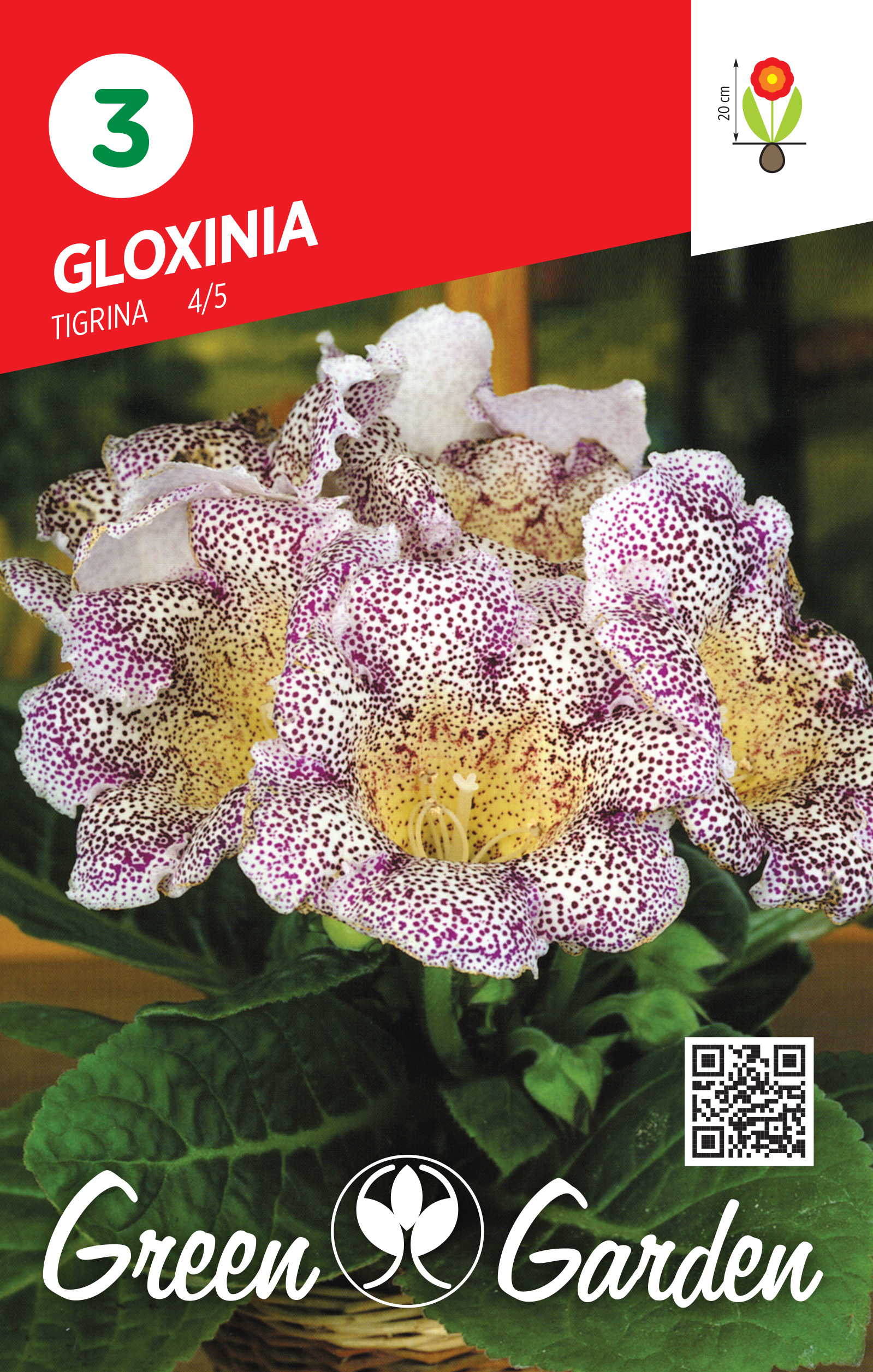 GLOXINIA - TIGRINA 4/5 BR.LUK.3
