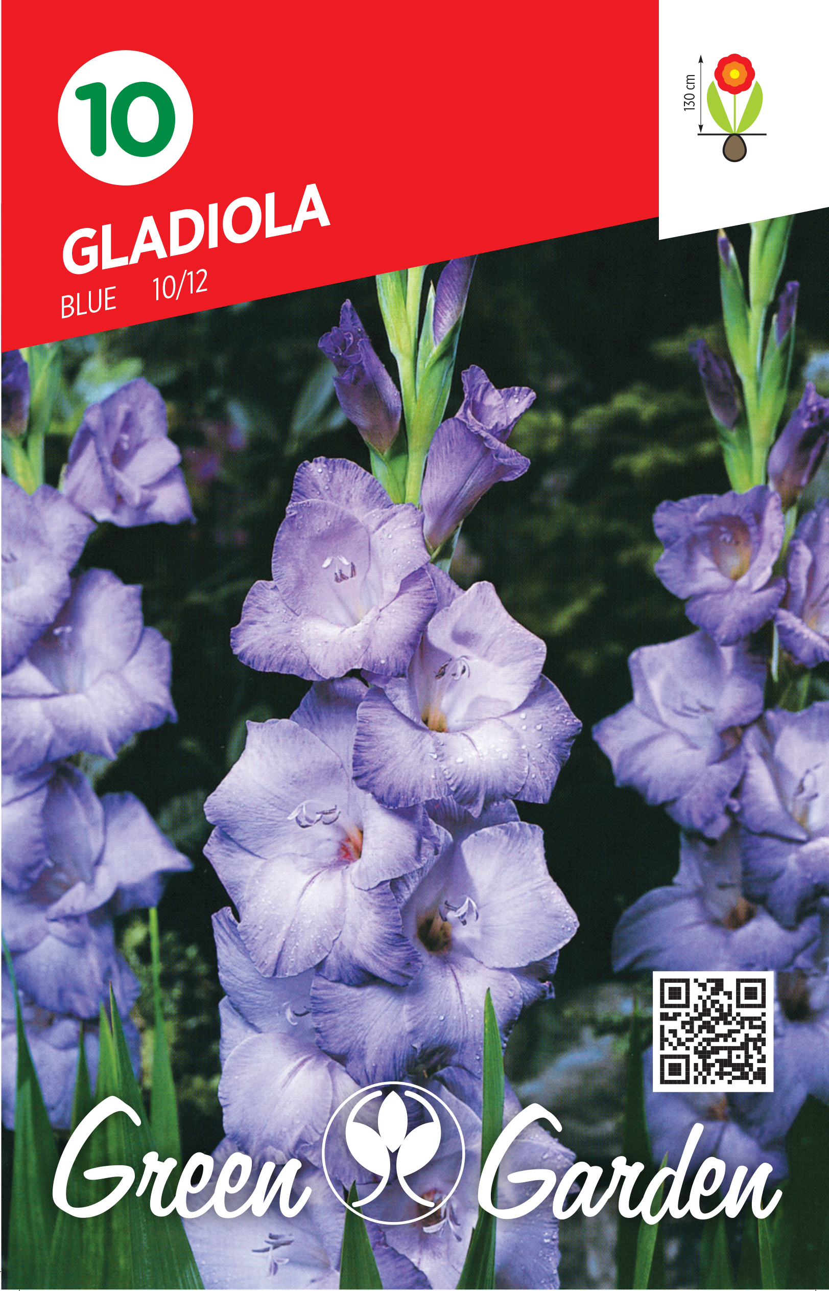 GLADIOLA - BLUE 10/12 BR.LUK.10