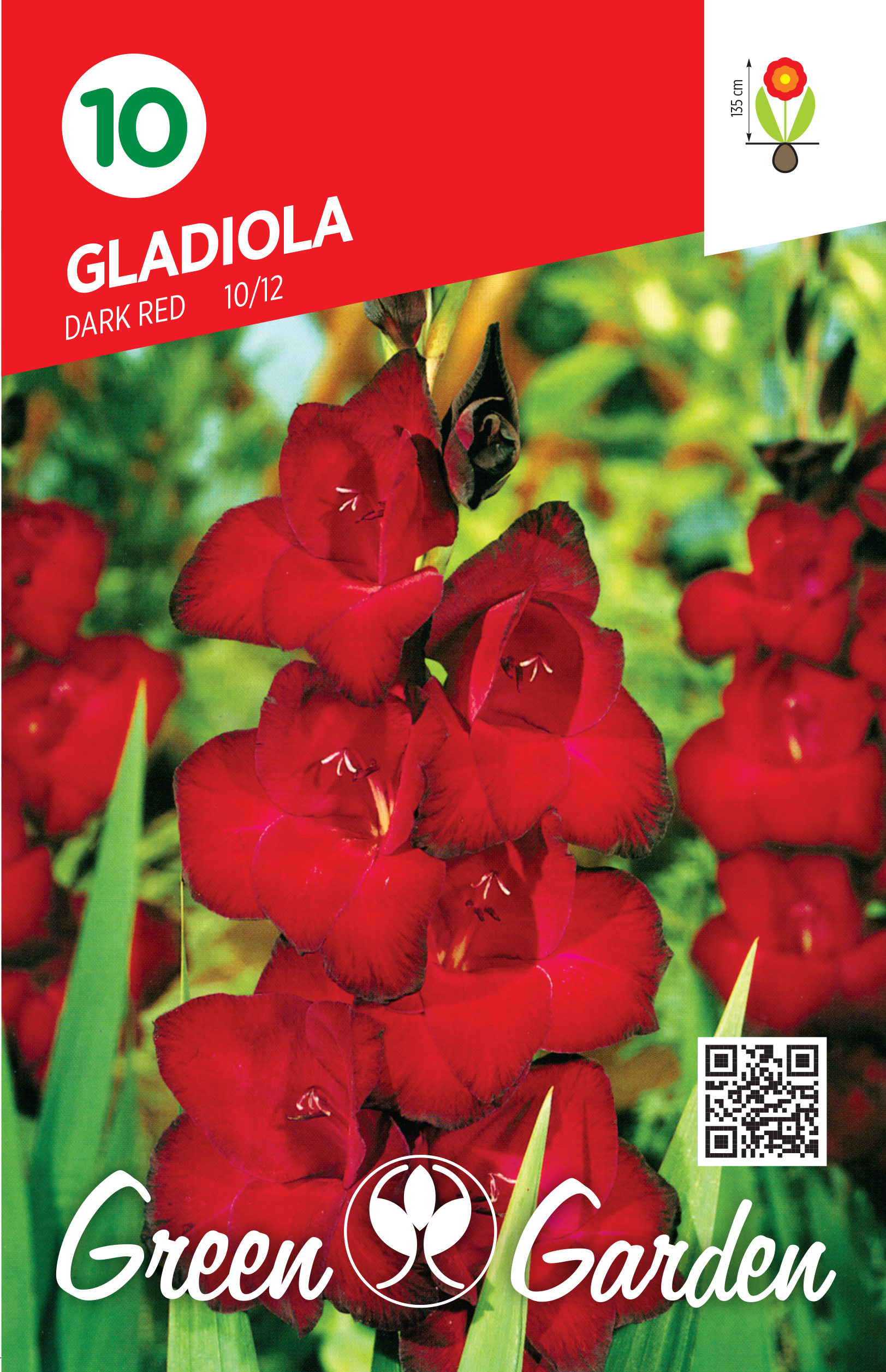 GLADIOLA - DARK RED 10/12 BR.LUK.10