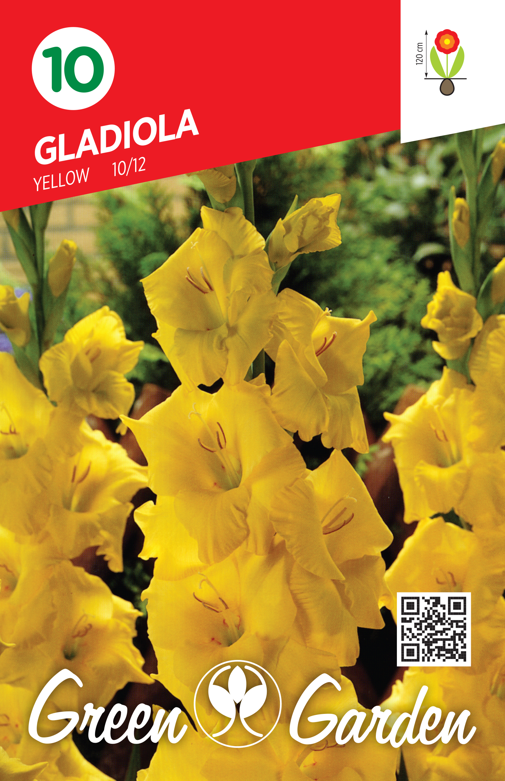 GLADIOLA - YELLOW 10/12 BR.LUK.10