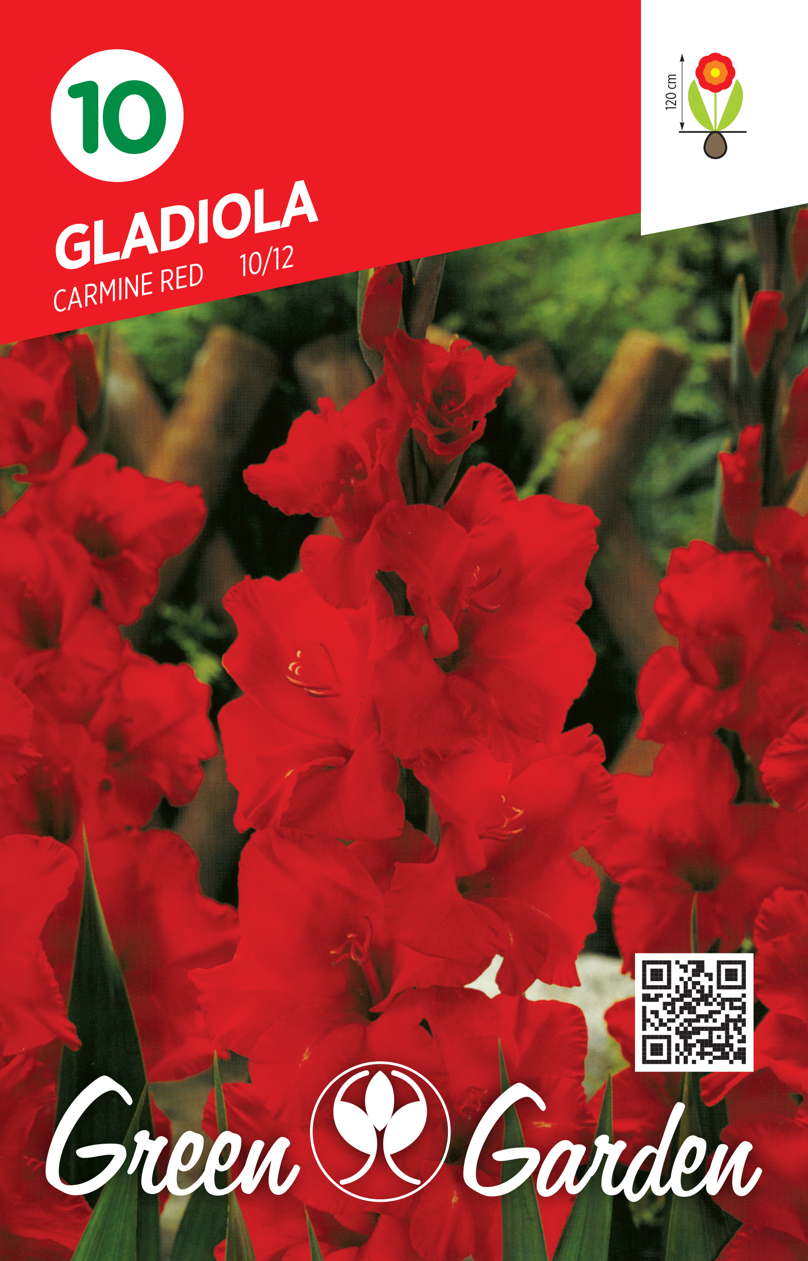 GLADIOLA - CARMINE RED 10/12 BR.LUK.10