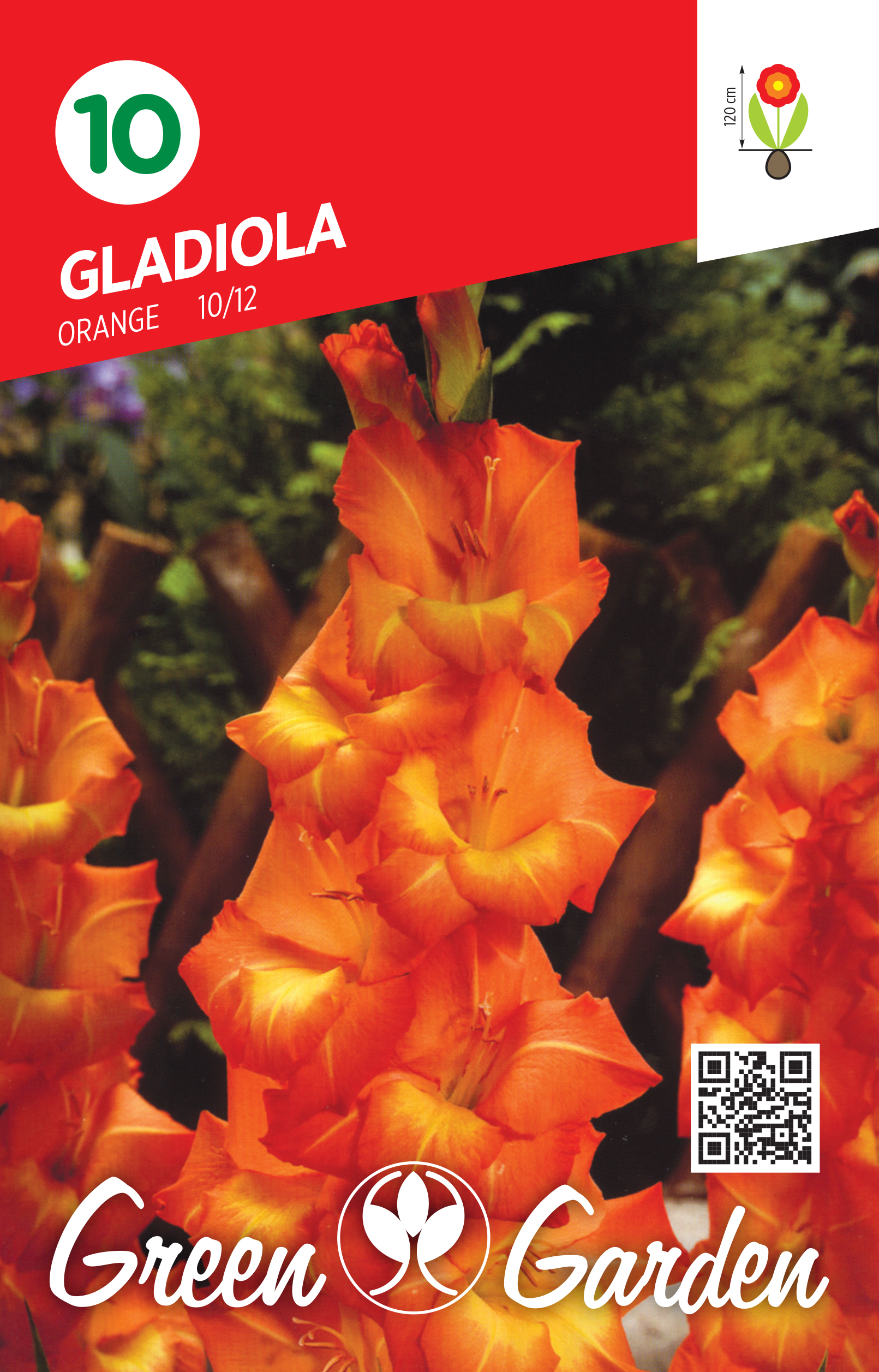 GLADIOLA - ORANGE 10/12 BR.LUK.10