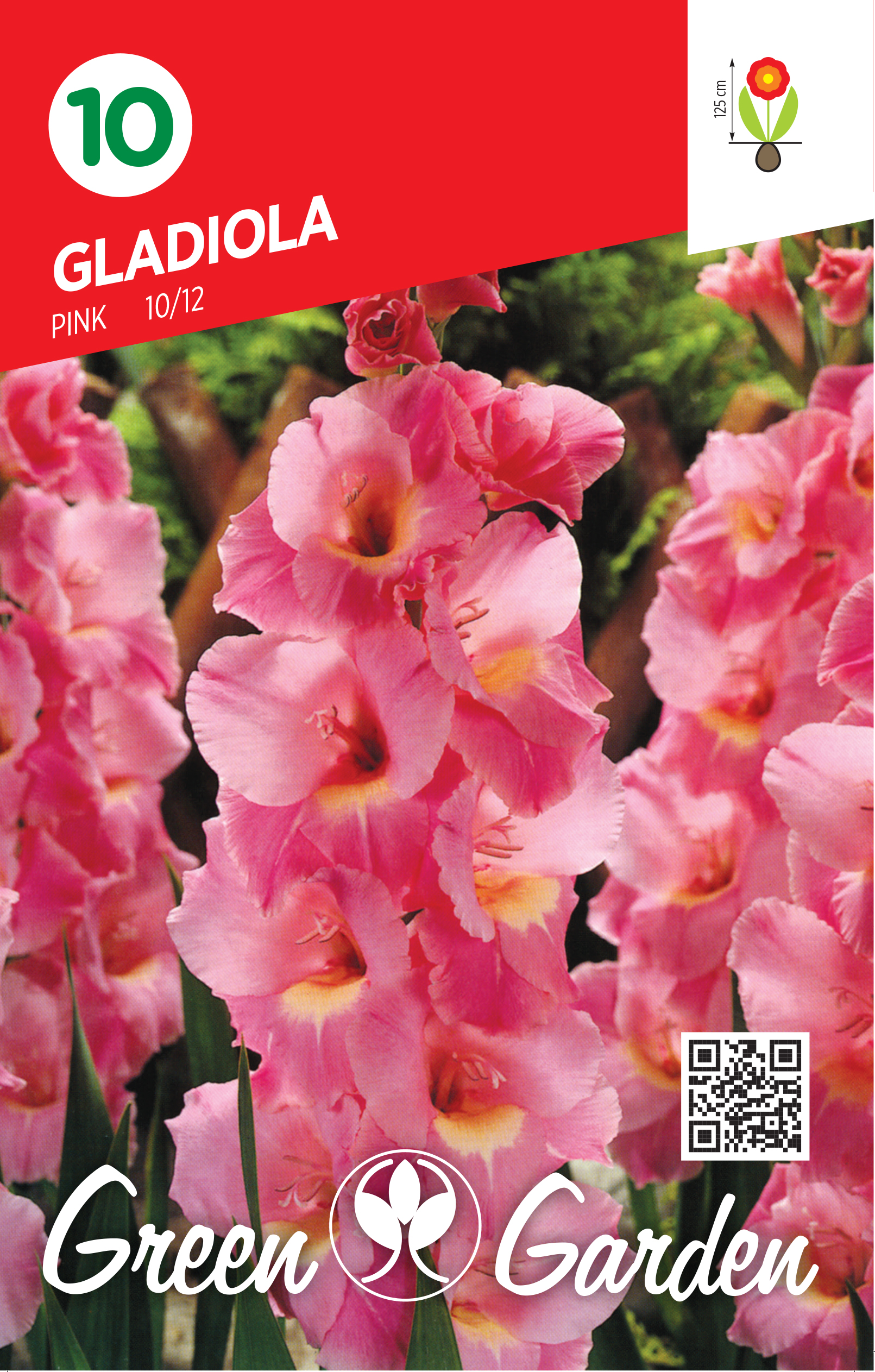 GLADIOLA - PINK 10/12 BR.LUK.10