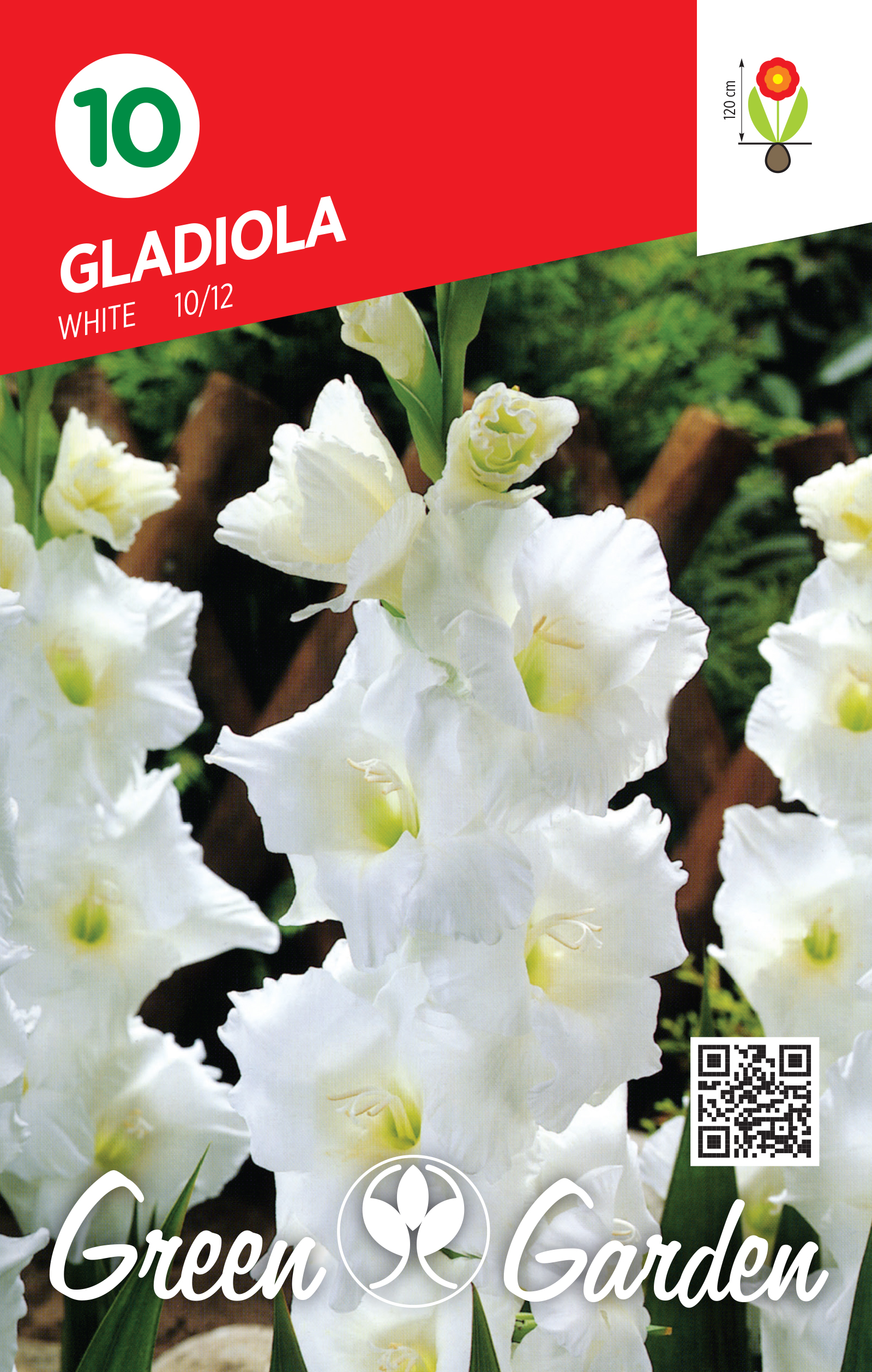 GLADIOLA - WHITE 10/12 BR.LUK.10
