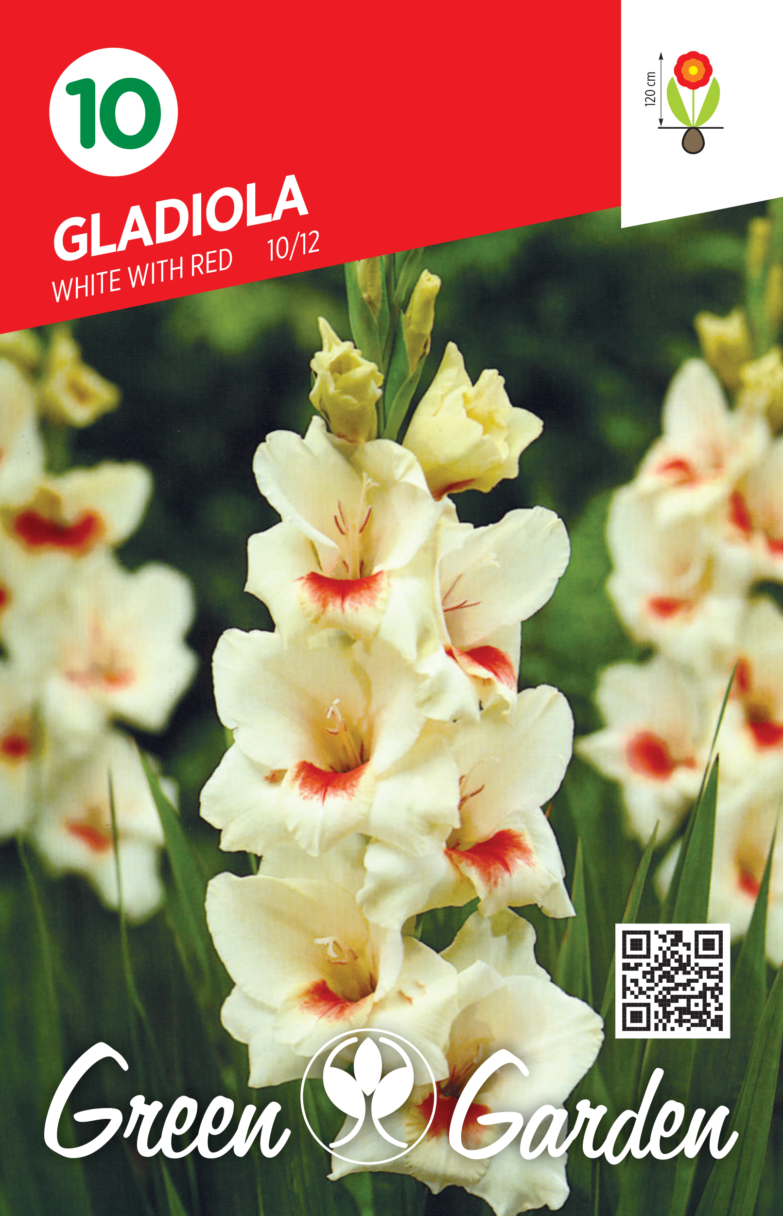 GLADIOLA - WHITE WITH RED 10/12 BR.LUK.10