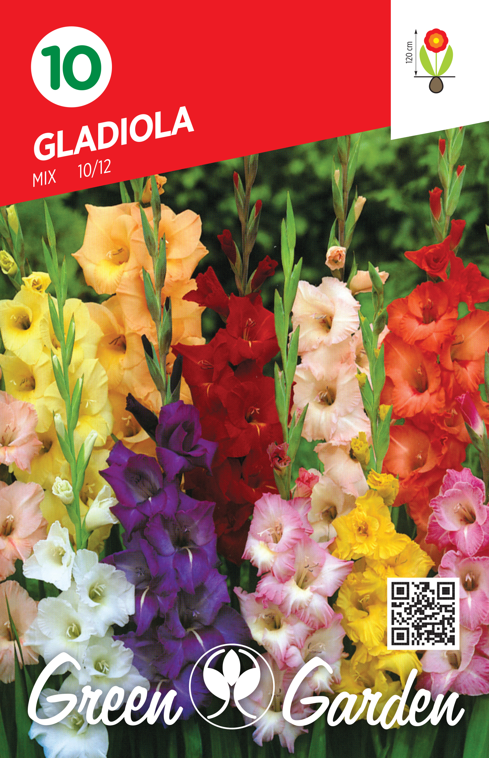 GLADIOLA - MIX 10/12 BR.LUK.10