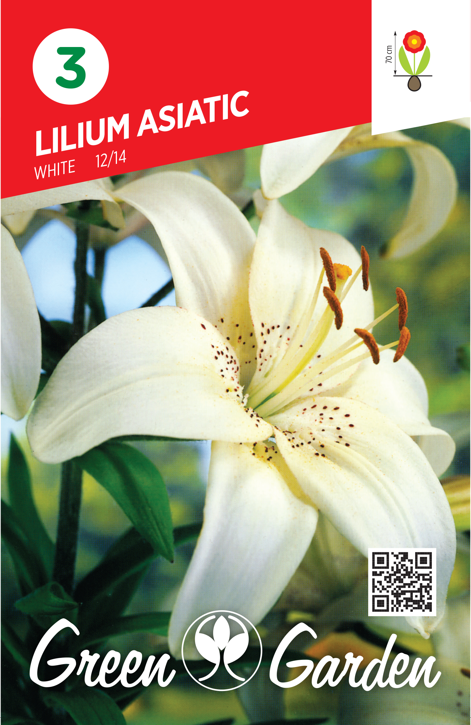 LILIUM ASIATIC - WHITE 12/14 BR.LUK.3