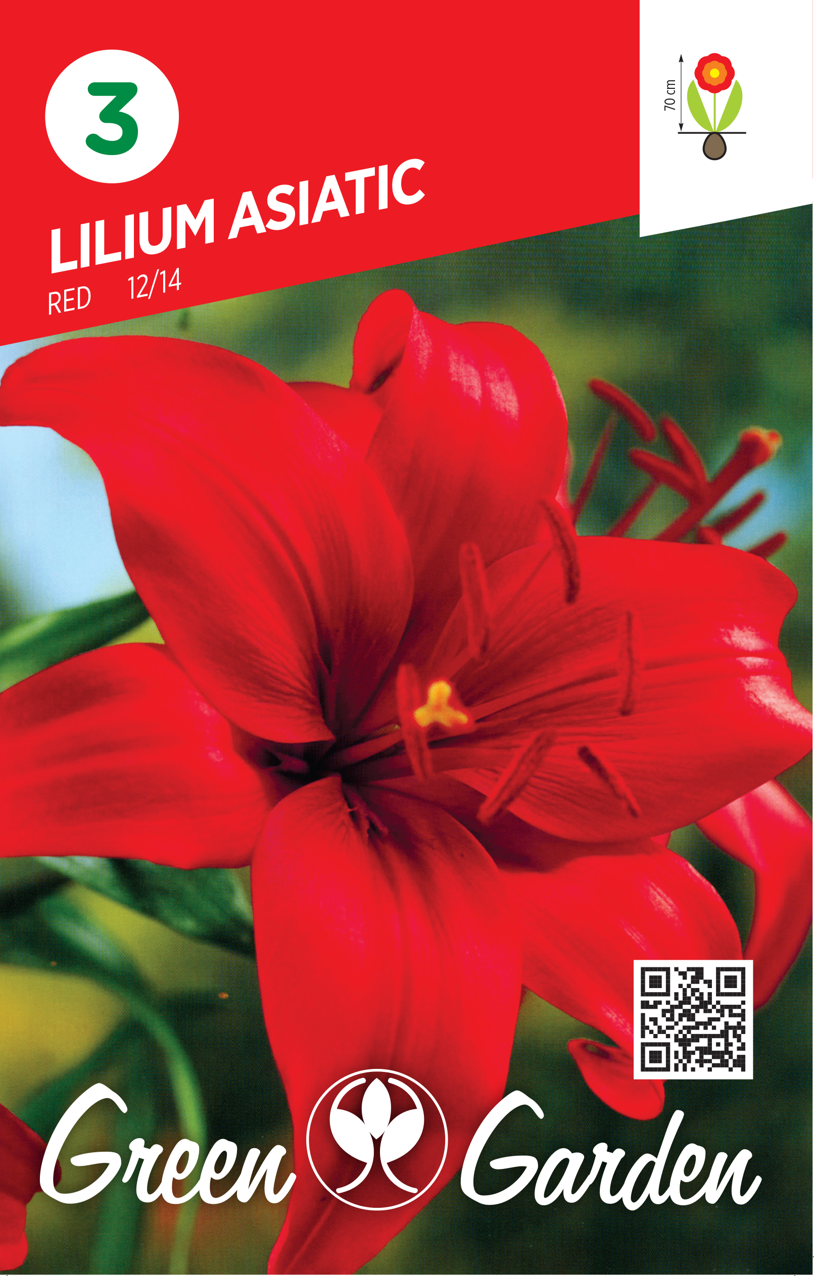 LILIUM ASIATIC - RED 12/14 BR.LUK.3