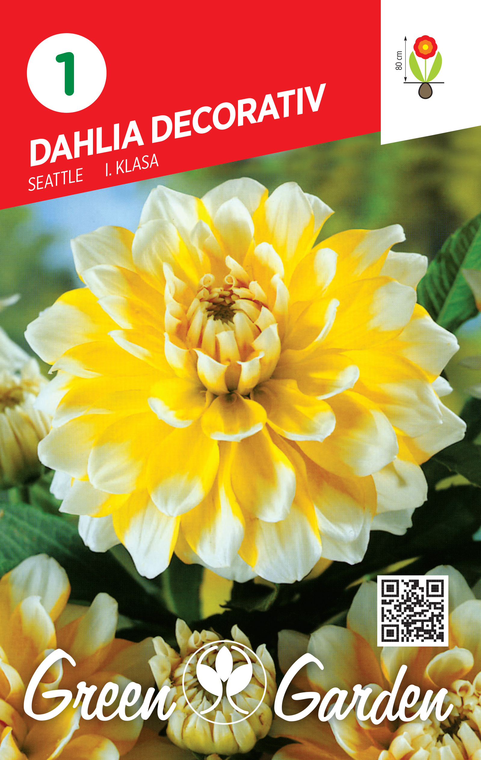 DAHLIA DECORATIV - SEATTLE I KLASA BR.LUK.1