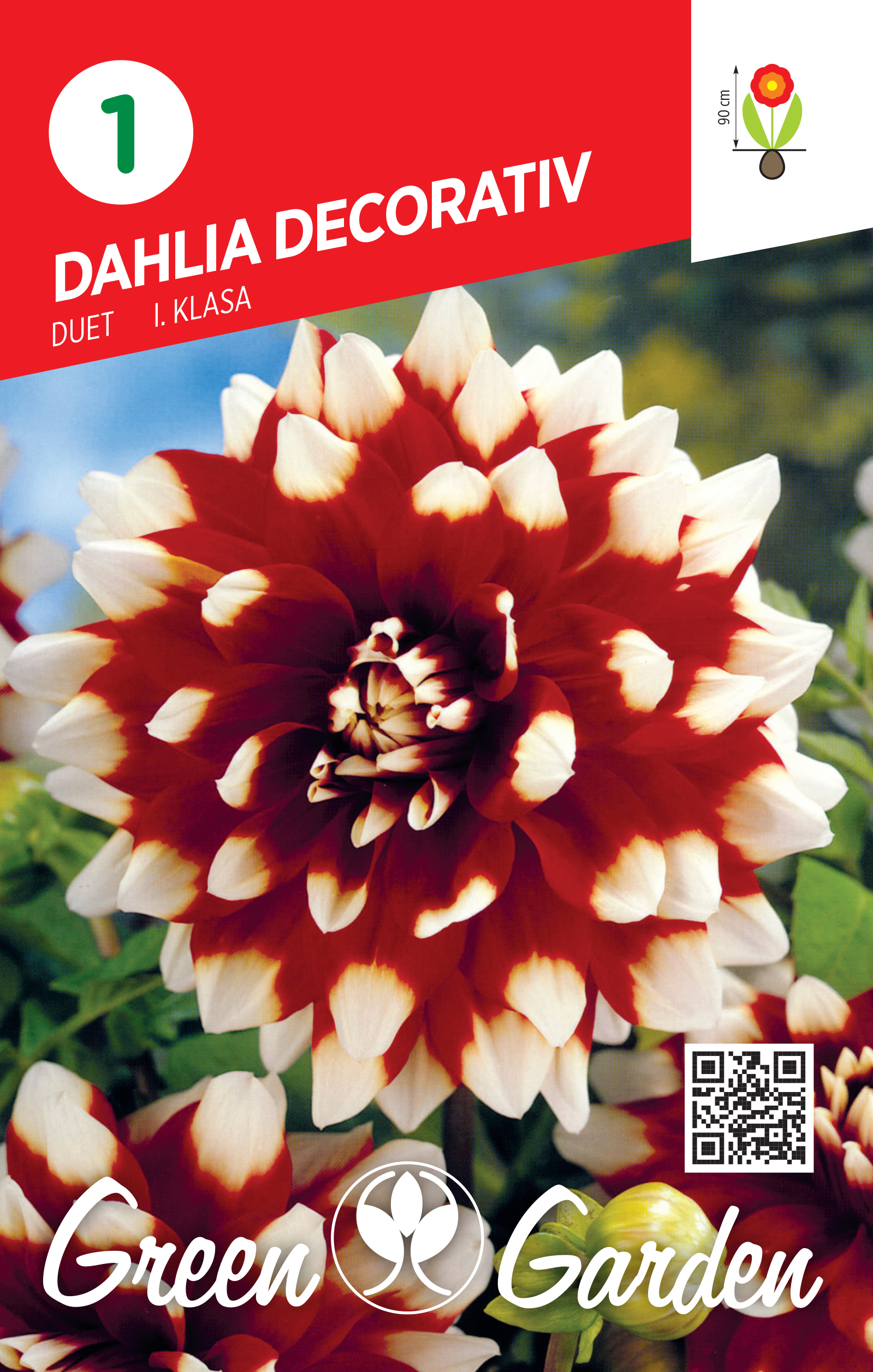 DAHLIA DECORATIV - DUET I KLASA BR.LUK.1