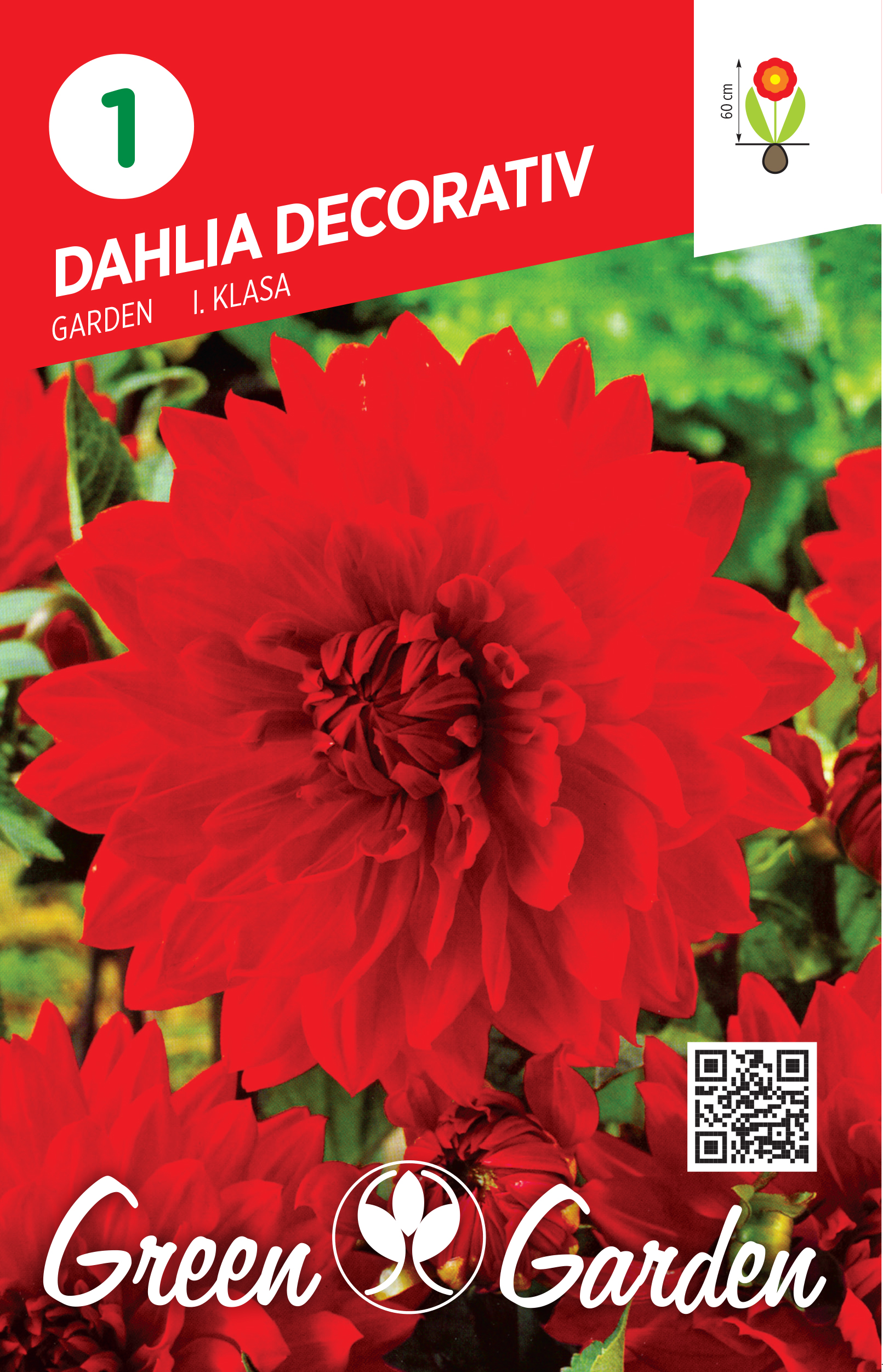 DAHLIA DECORATIV - GARDEN I KLASA BR.LUK.1