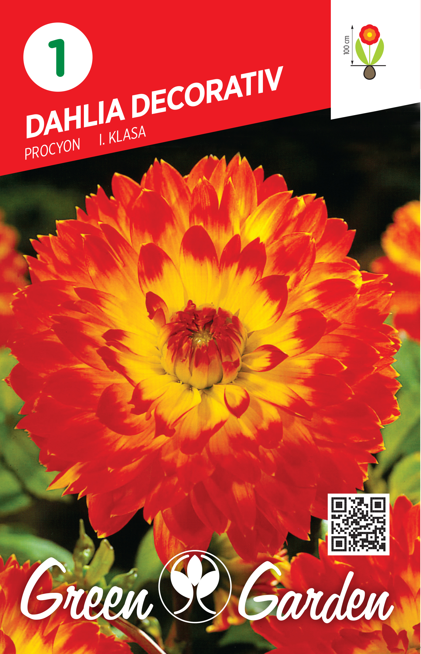 DAHLIA DECORATIV - PROCYON I KLASA BR.LUK.1