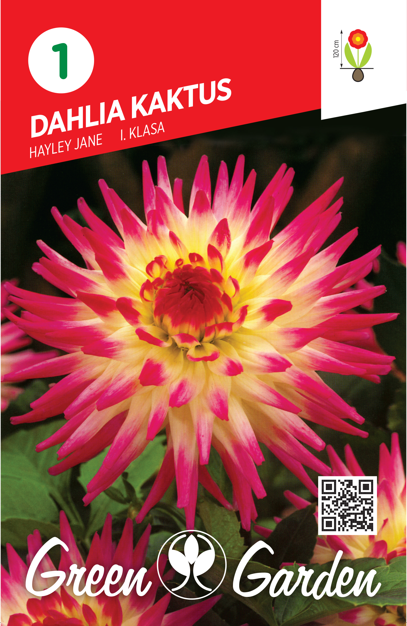 DAHLIA KAKTUS - HAYLEY JANE I KLASA BR.LUK.1