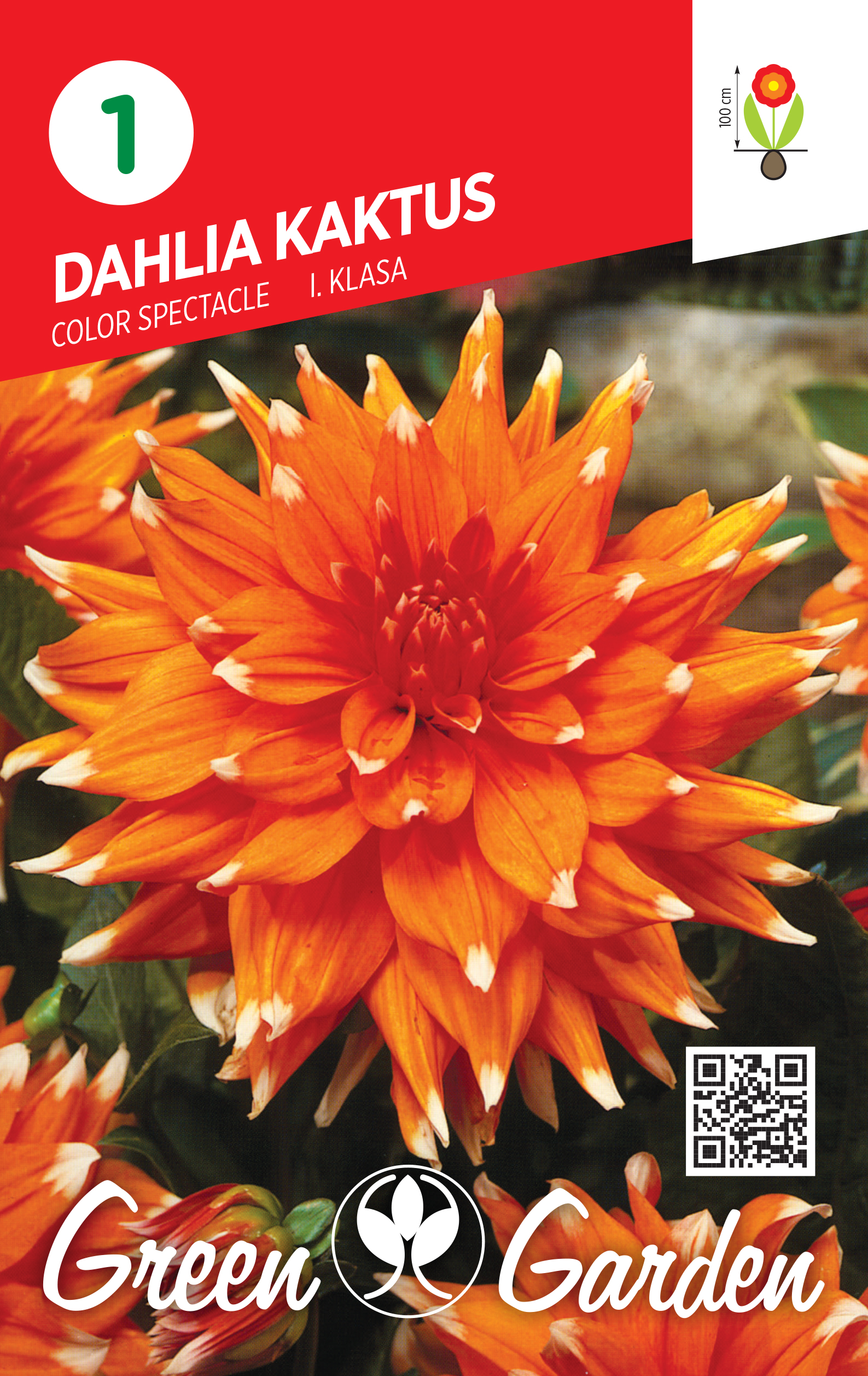 DAHLIA KAKTUS - COLOR SPEC. I KLASA BR.LUK.1